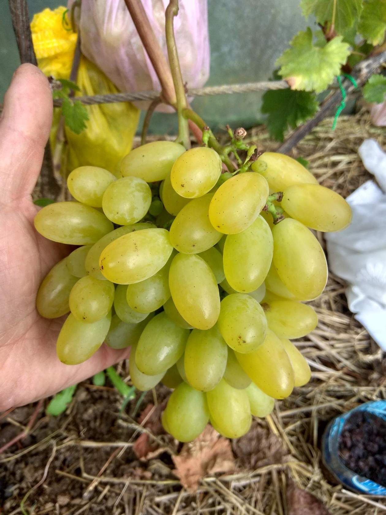 Как выращивать виноград в северных районах. Полная версия