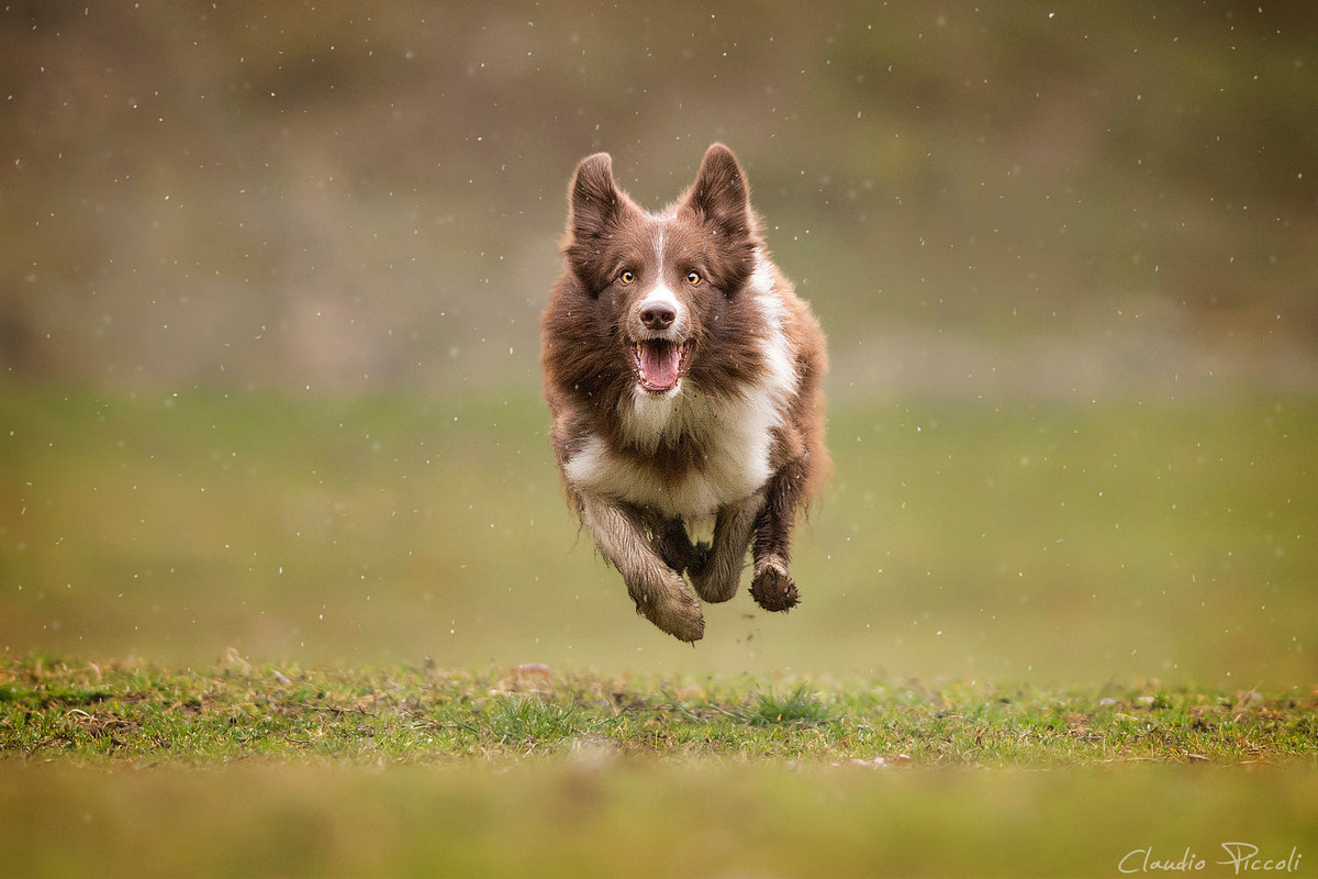 Stop, just a moment! You're wonderful... - Dog, Frisbee, Bounce, Activity, Milota, Longpost, The photo