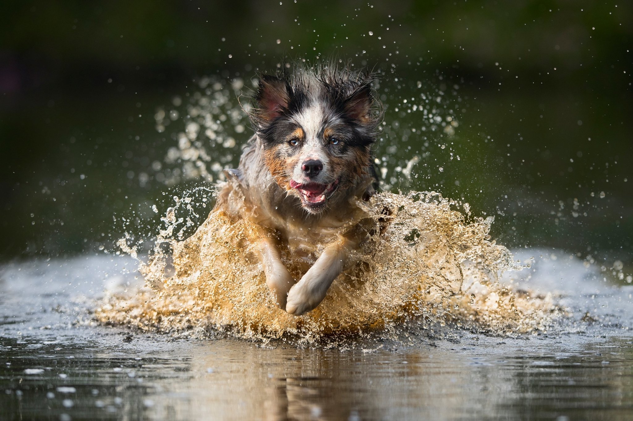 Stop, just a moment! You're wonderful... - Dog, Frisbee, Bounce, Activity, Milota, Longpost, The photo