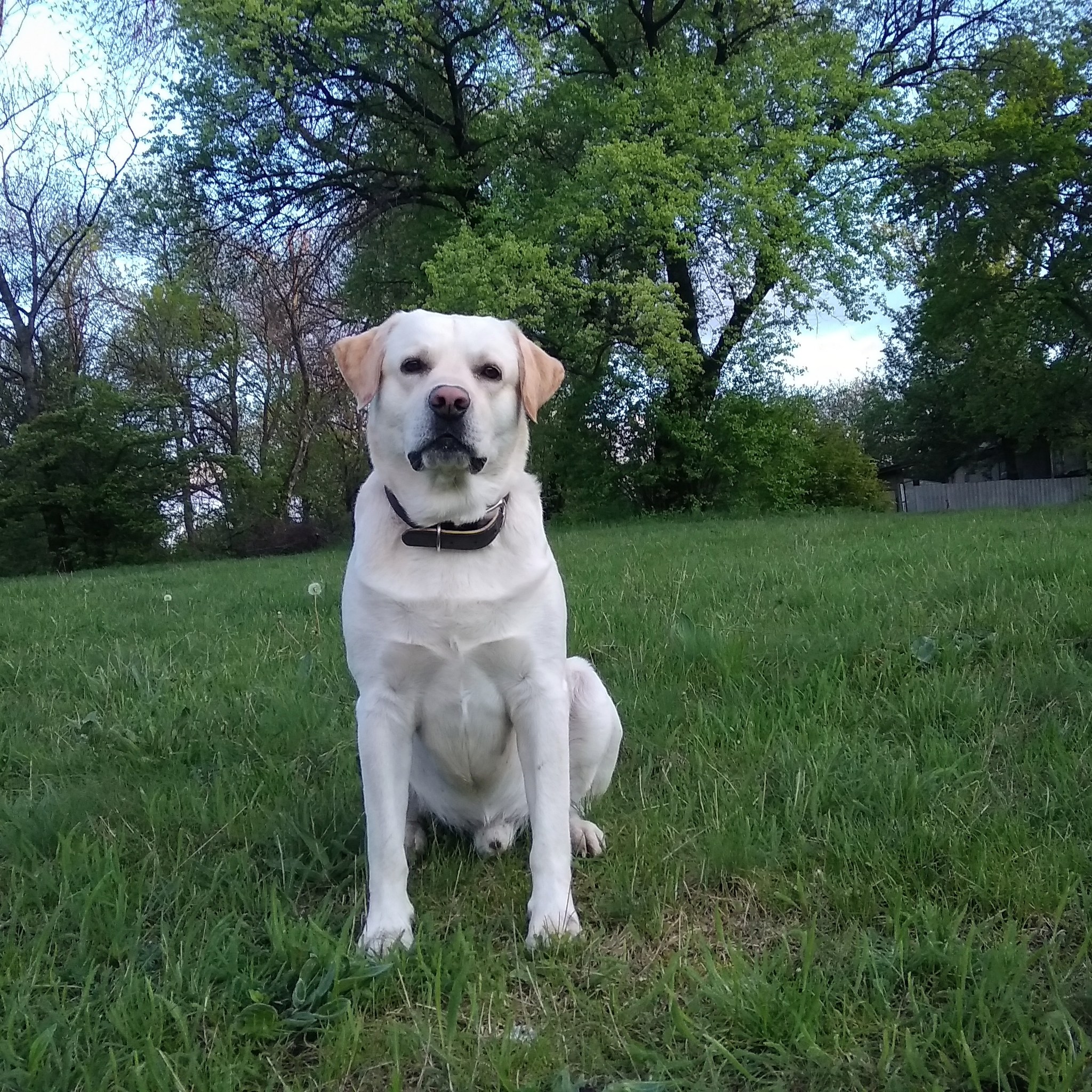 No fear - My, Labrador, Dog, Best friend, Happiness, Stress