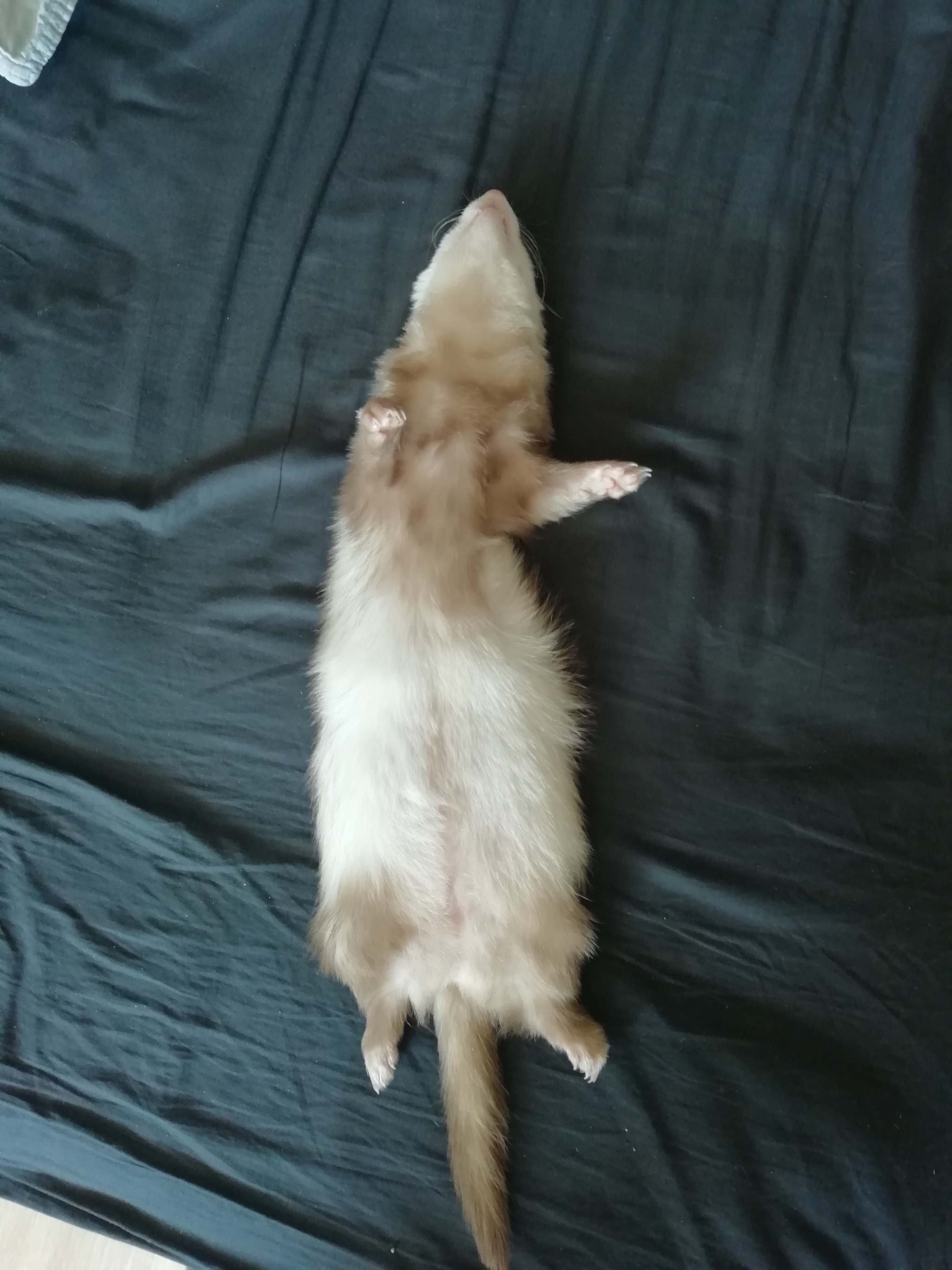 Deep sleep - My, Ferret, Dream, Milota, Animals, Predator, Cunyi