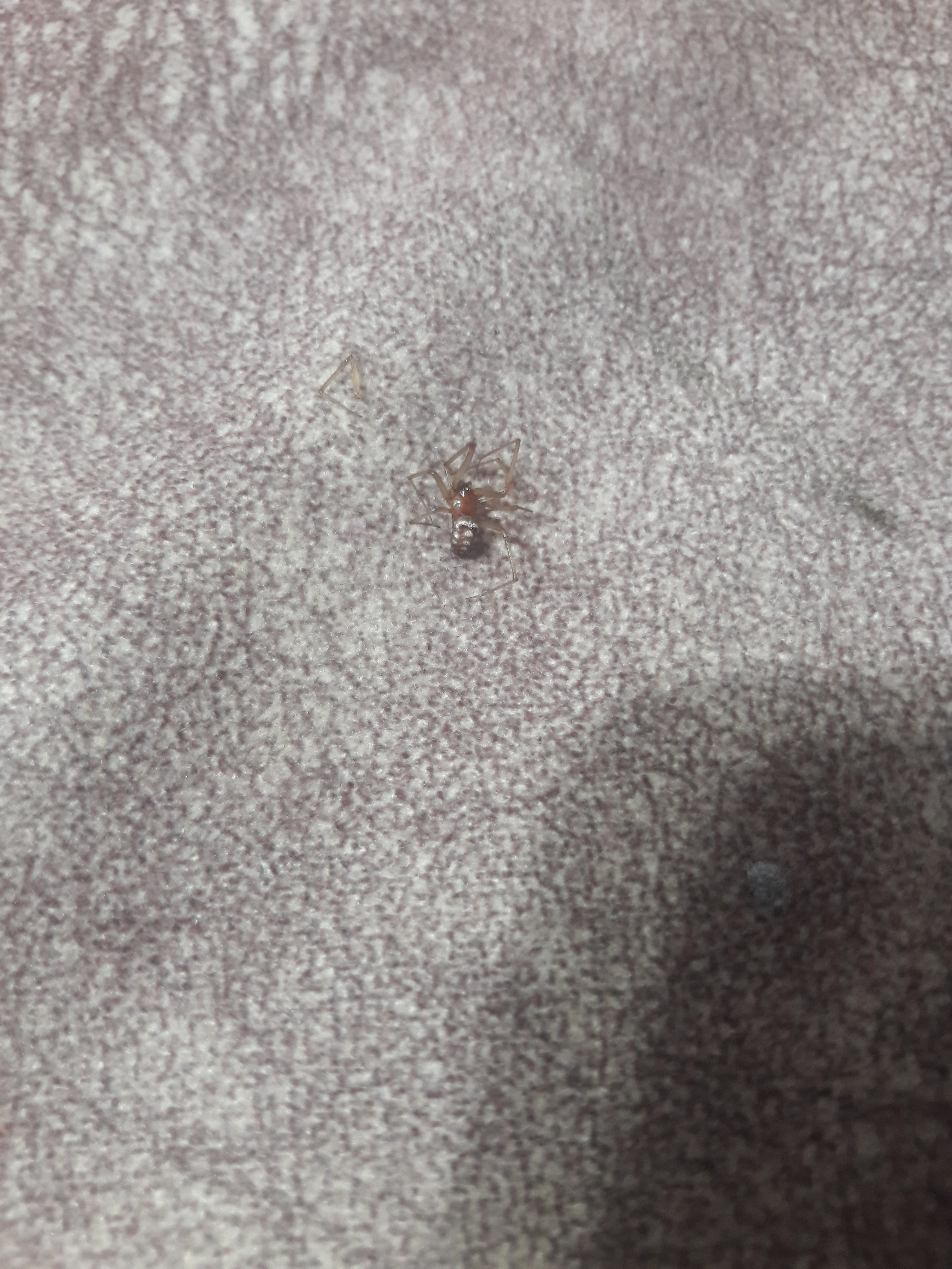 Help me determine what kind of spider this is - My, Spider, Spiders vs. Humans, Longpost