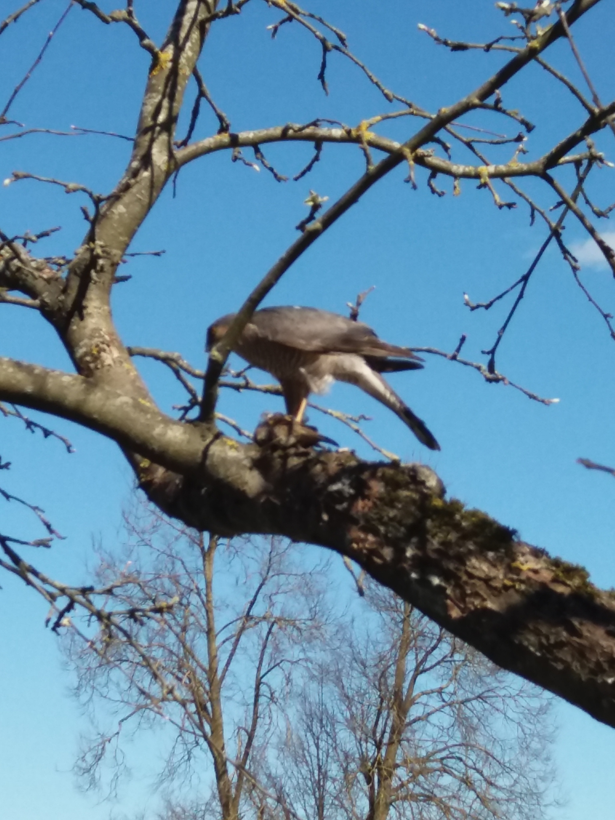 Help me identify the bird - My, Ornithology, Birds, Longpost