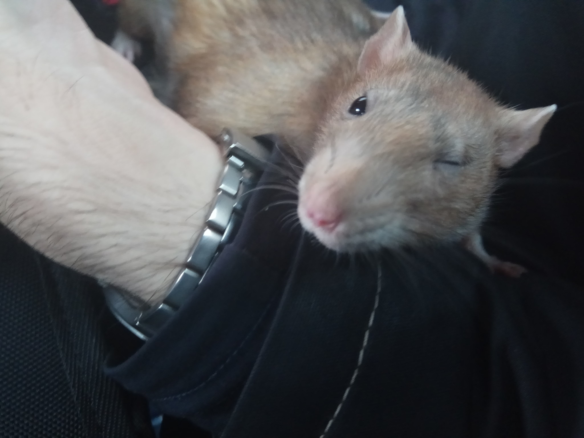 Sonya - My, Rat, Decorative rats, Memories, Longpost, Video