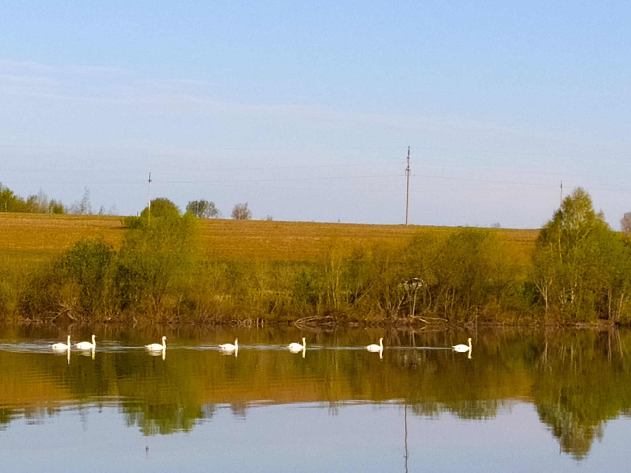 Successful fishing for crucian carp - My, Fishing, Carp, Swans, dawn, Lake, Video, Longpost