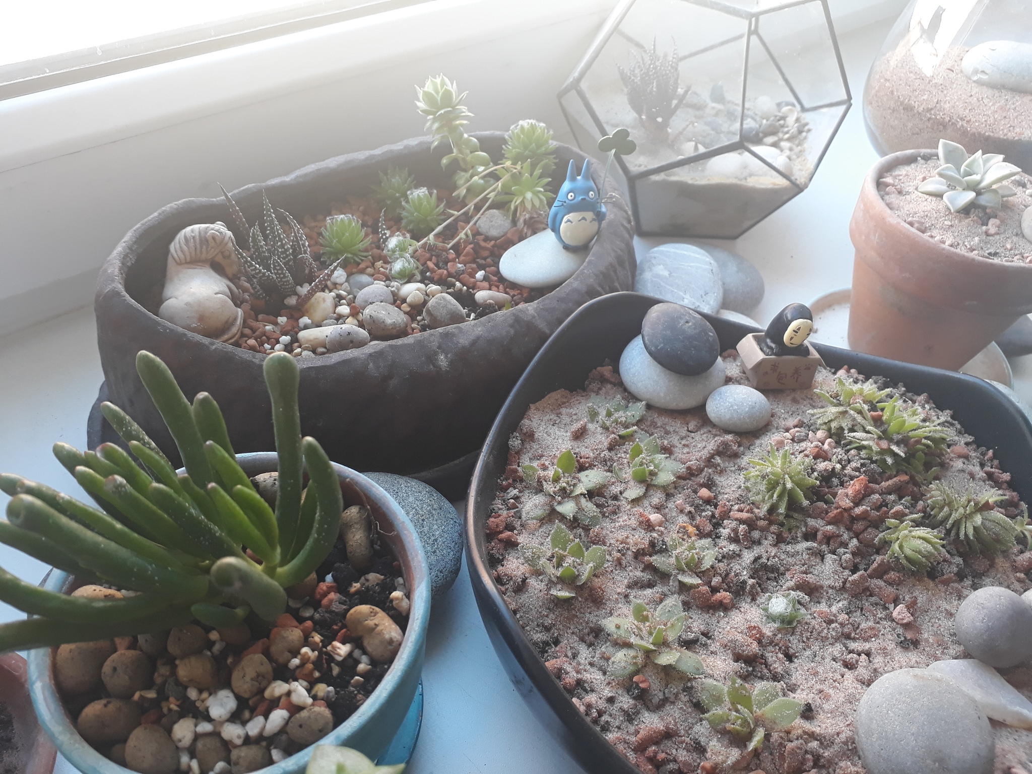 Succulents - My, Succulents, Totoro, Hobby, Houseplants, Longpost