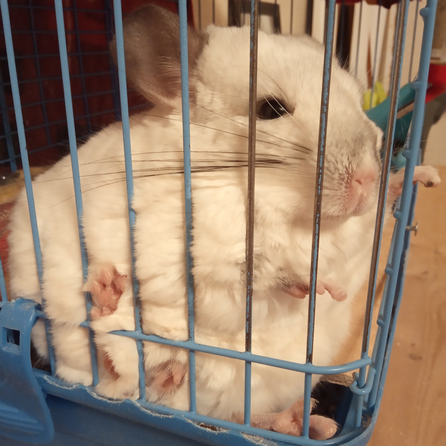 Is your shuhan sitting like this? - My, Chinchilla, Milota