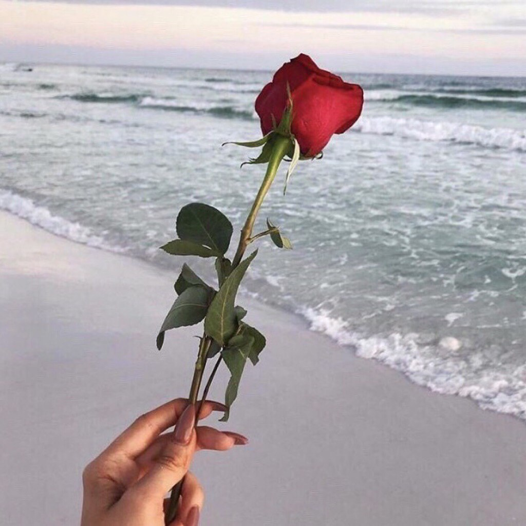 Romantic) - Sea, the Rose, Surf, Romance