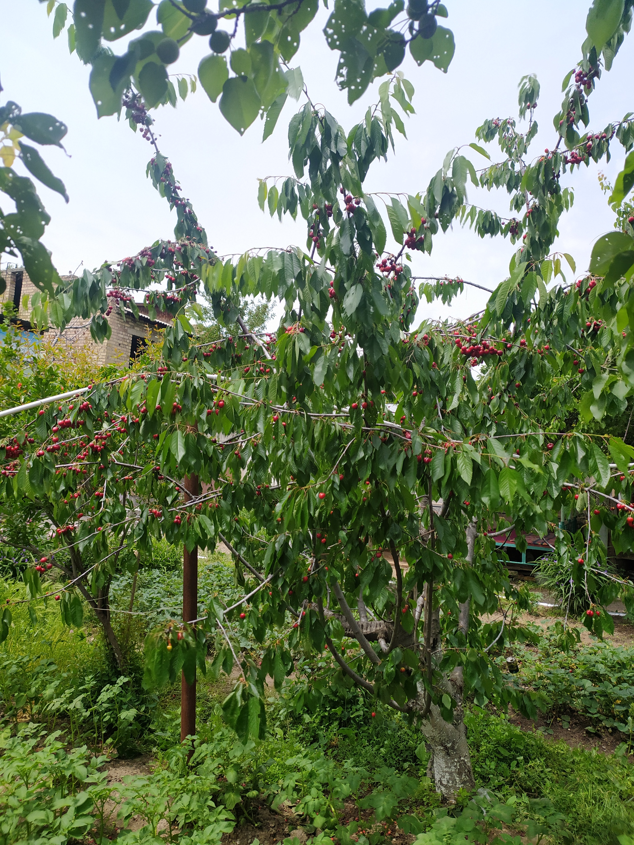 The benefits of living in a village during a pandemic - My, Cherries, Garden, Self-isolation, Harvest, Video, Longpost