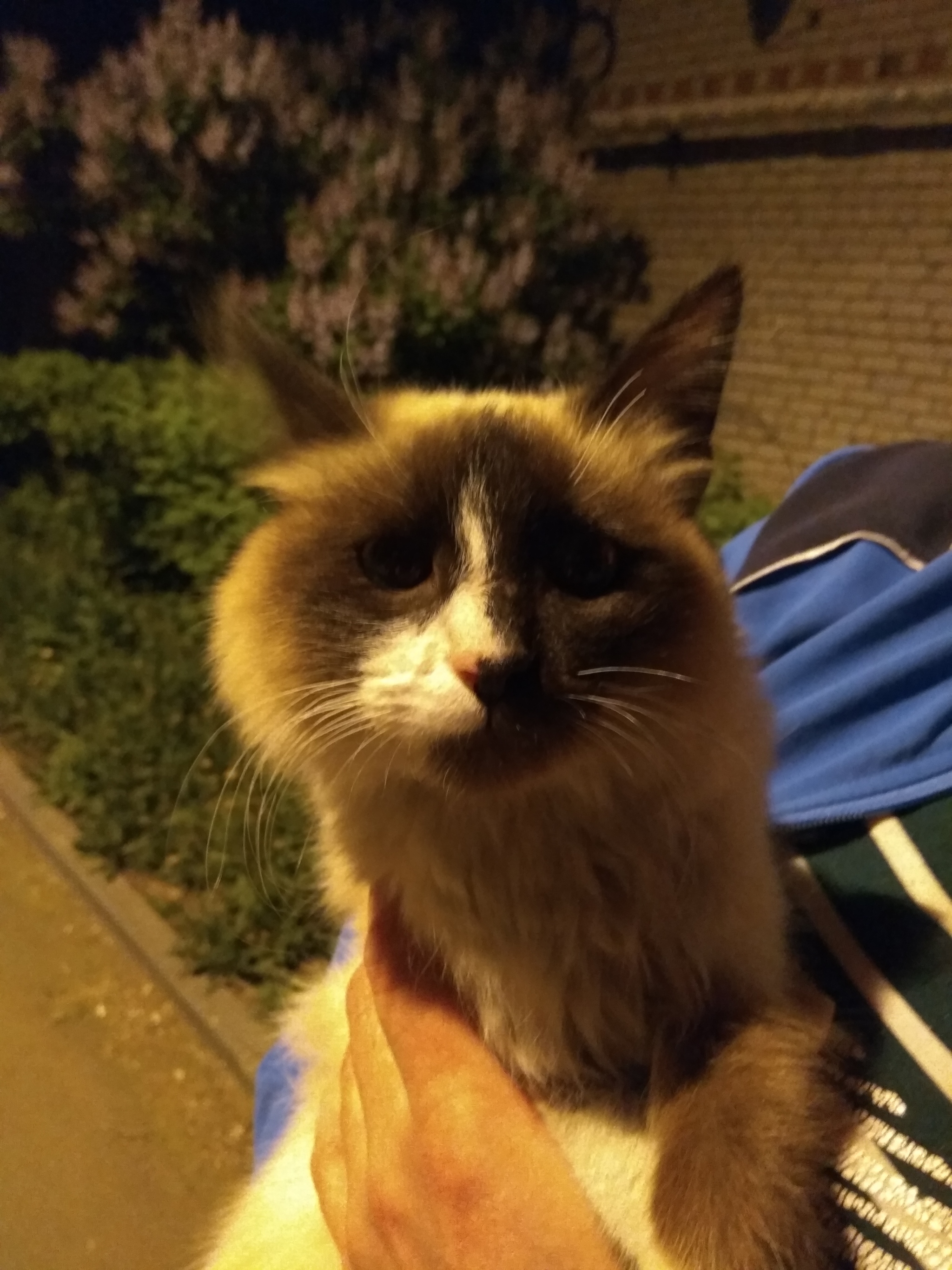 Tolyatti, help me find a home for this little animal - Tolyatti, In good hands, cat, Longpost, No rating