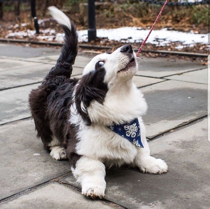 His name is Bao-bao and he is sure that everyone wants to be friends with him - Dog, Corgi, friendship, Longpost