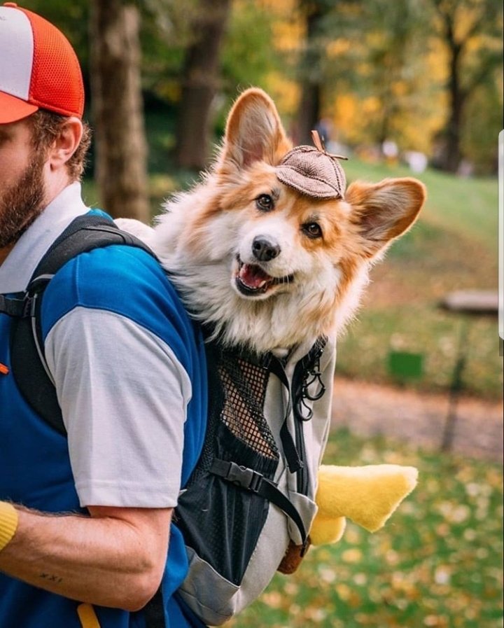 Detective Pikachu - Cosplay, Pikachu, Detective Pikachu, Dog, Corgi, Longpost, Ash Ketchum