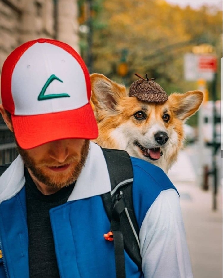 Detective Pikachu - Cosplay, Pikachu, Detective Pikachu, Dog, Corgi, Longpost, Ash Ketchum