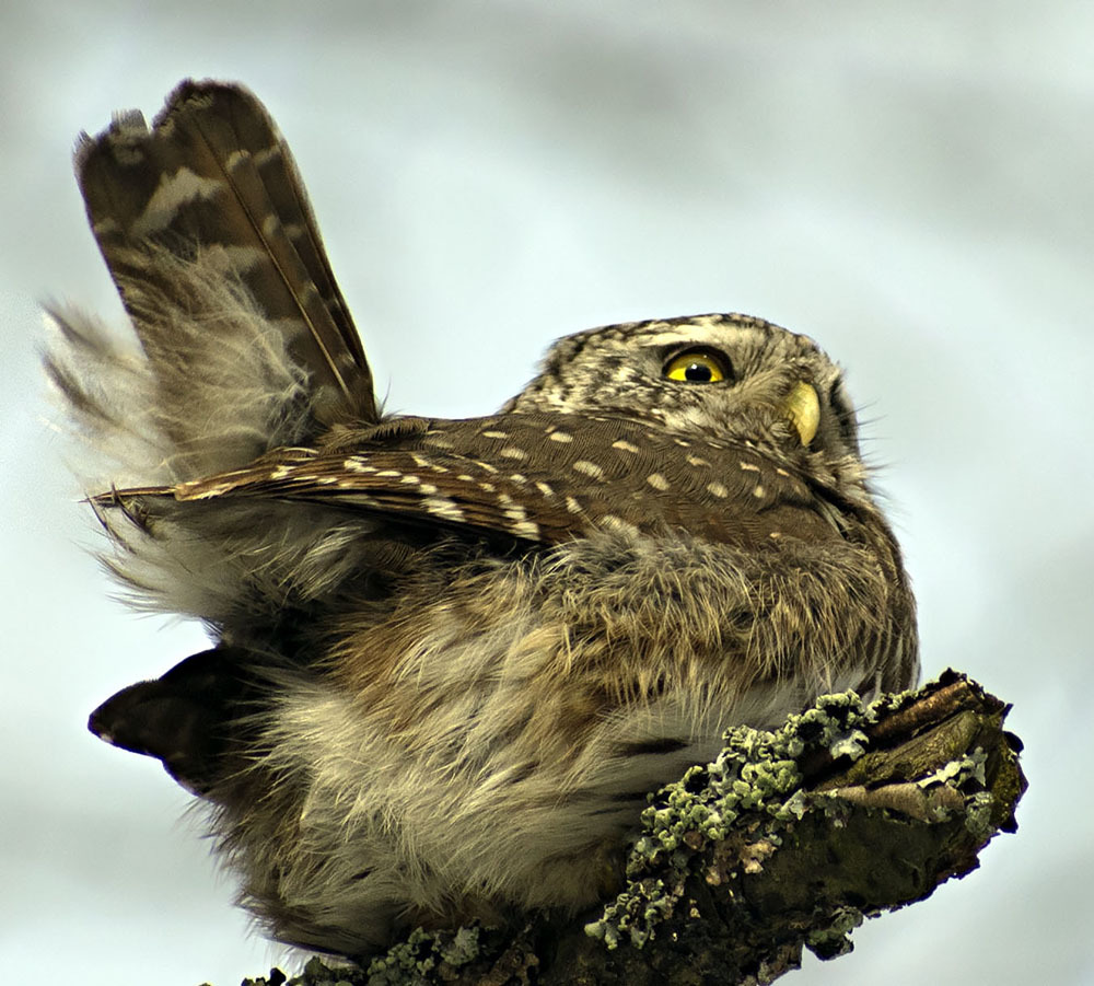 Great Sparrow Owl - My, Ornithology, Schelkovo, Nature, Owl, Predator, Photo hunting, Birds, Video, Longpost, Sparrow owl