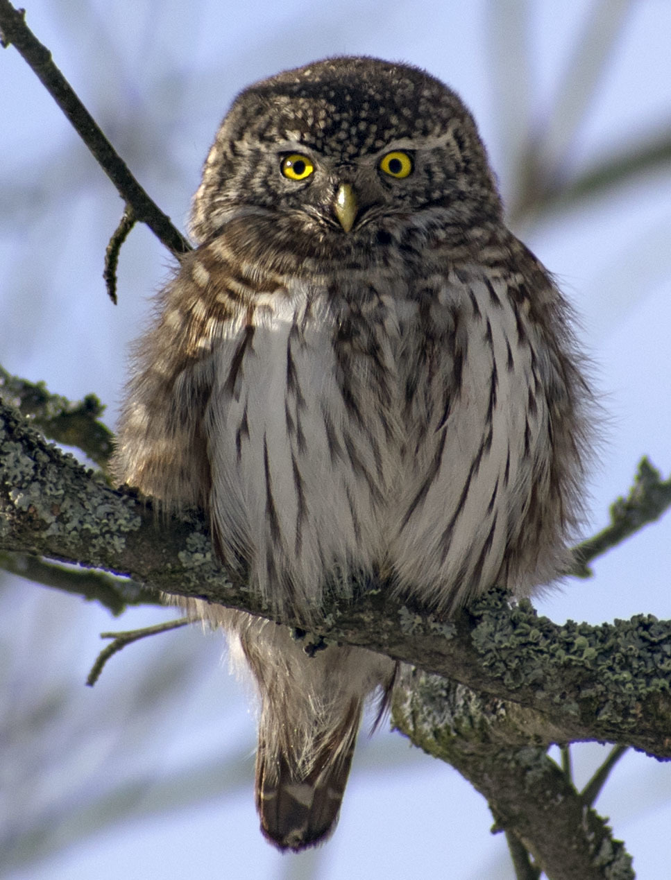 Great Sparrow Owl - My, Ornithology, Schelkovo, Nature, Owl, Predator, Photo hunting, Birds, Video, Longpost, Sparrow owl