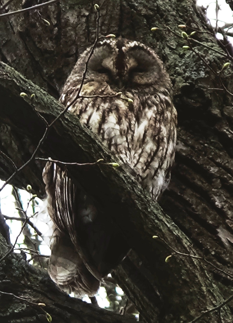 Owl - My, Owl, Tawny owl, Longpost