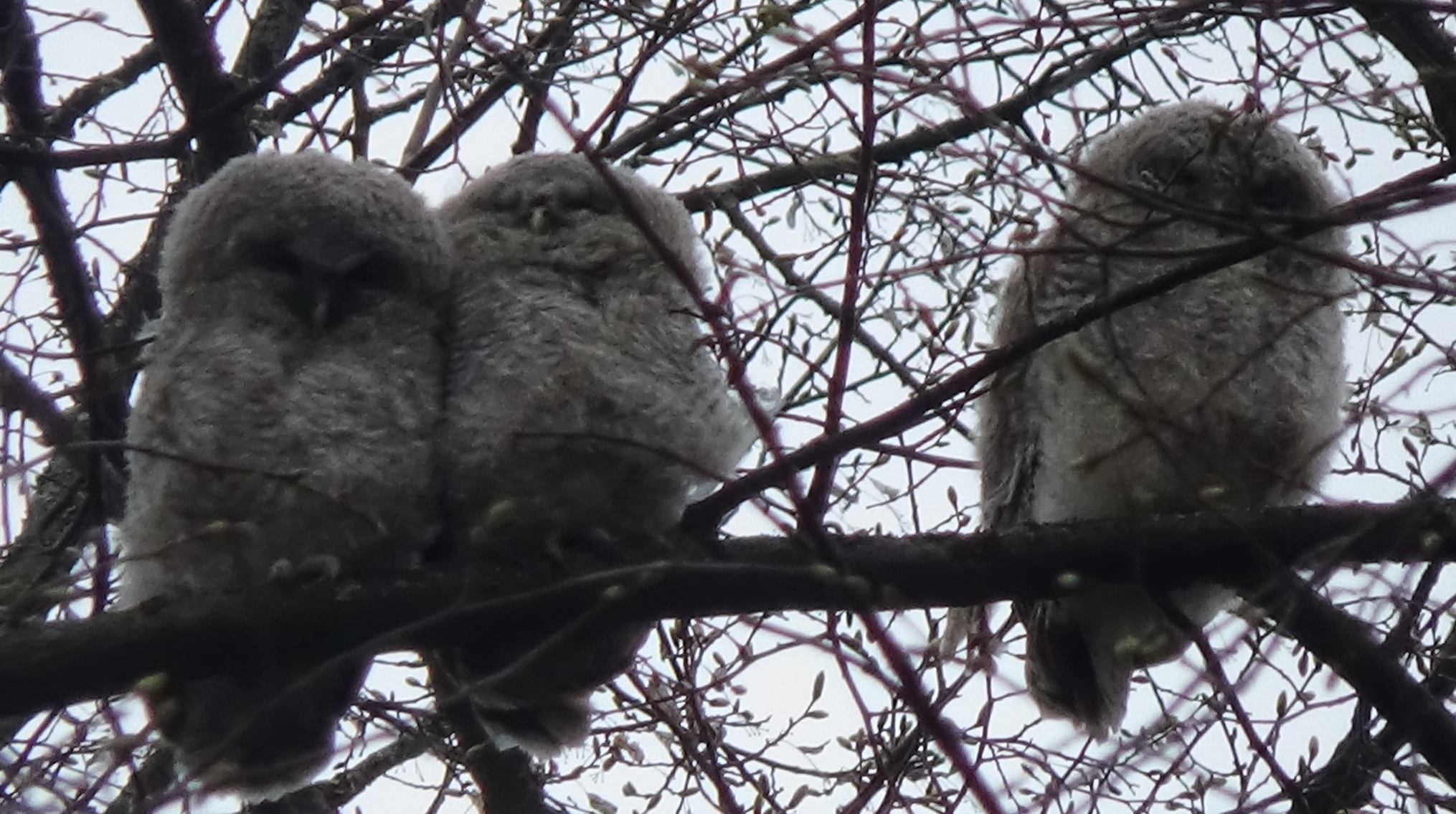 Owl - My, Owl, Tawny owl, Longpost