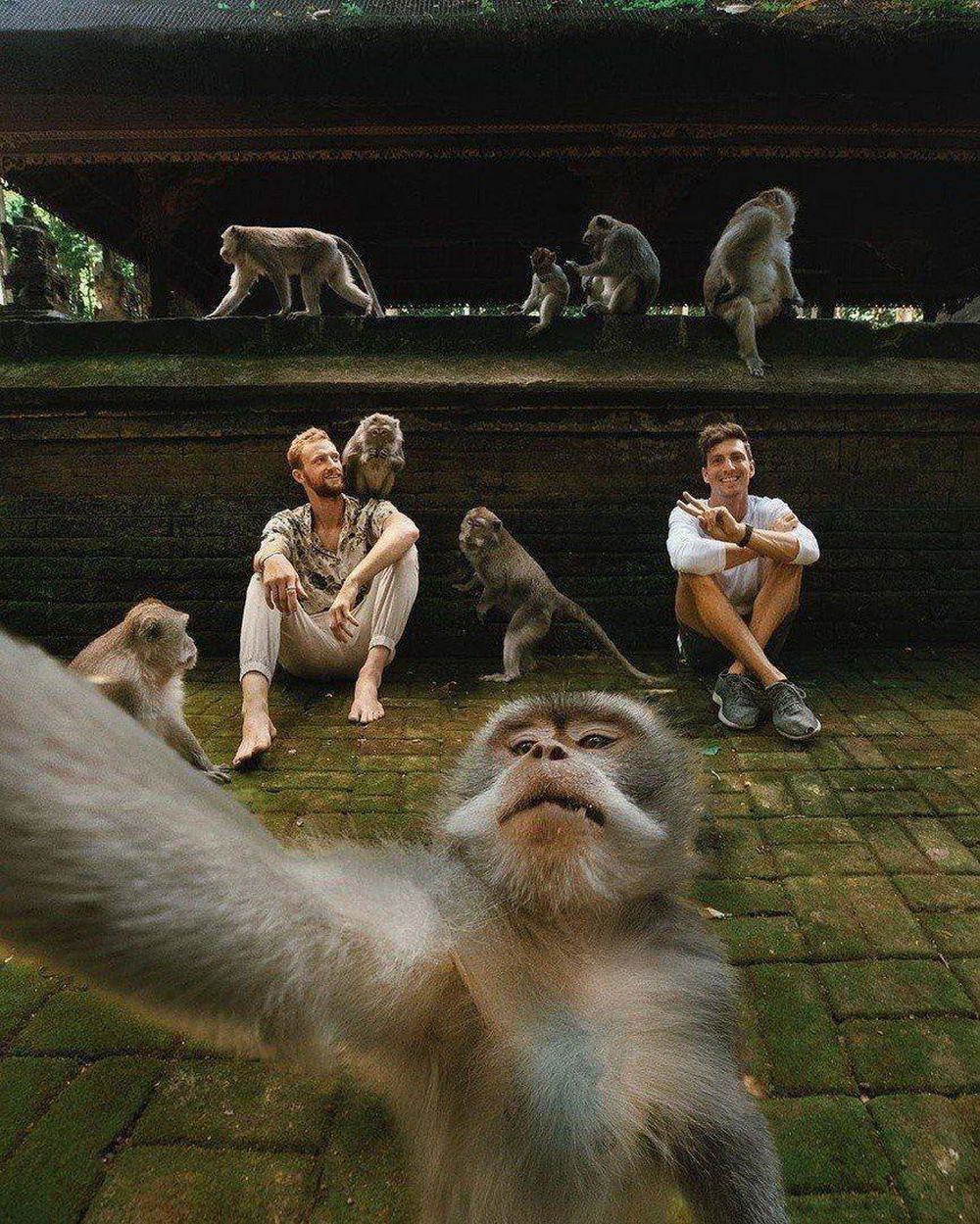 Cambodia. Selfie with white monkeys - Selfie, Monkey, Travels