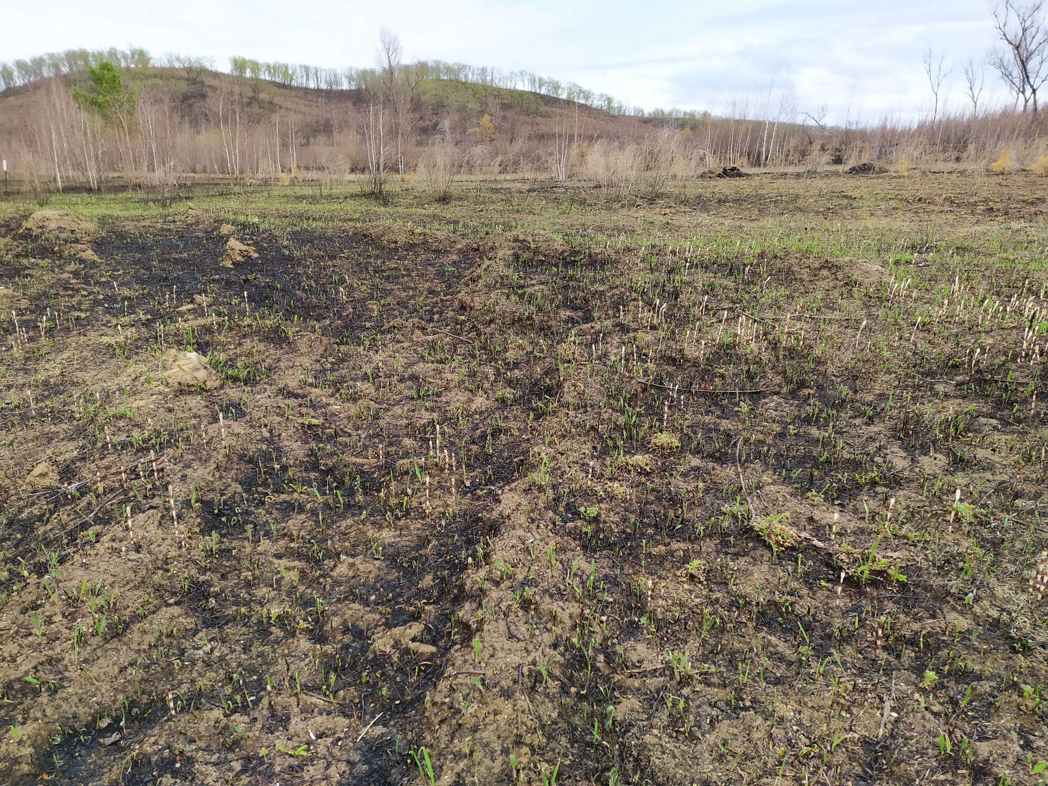 Just think, there's a fire. I can still do it! - My, Grass, Nature, Fire, Amur region, Spring, Longpost