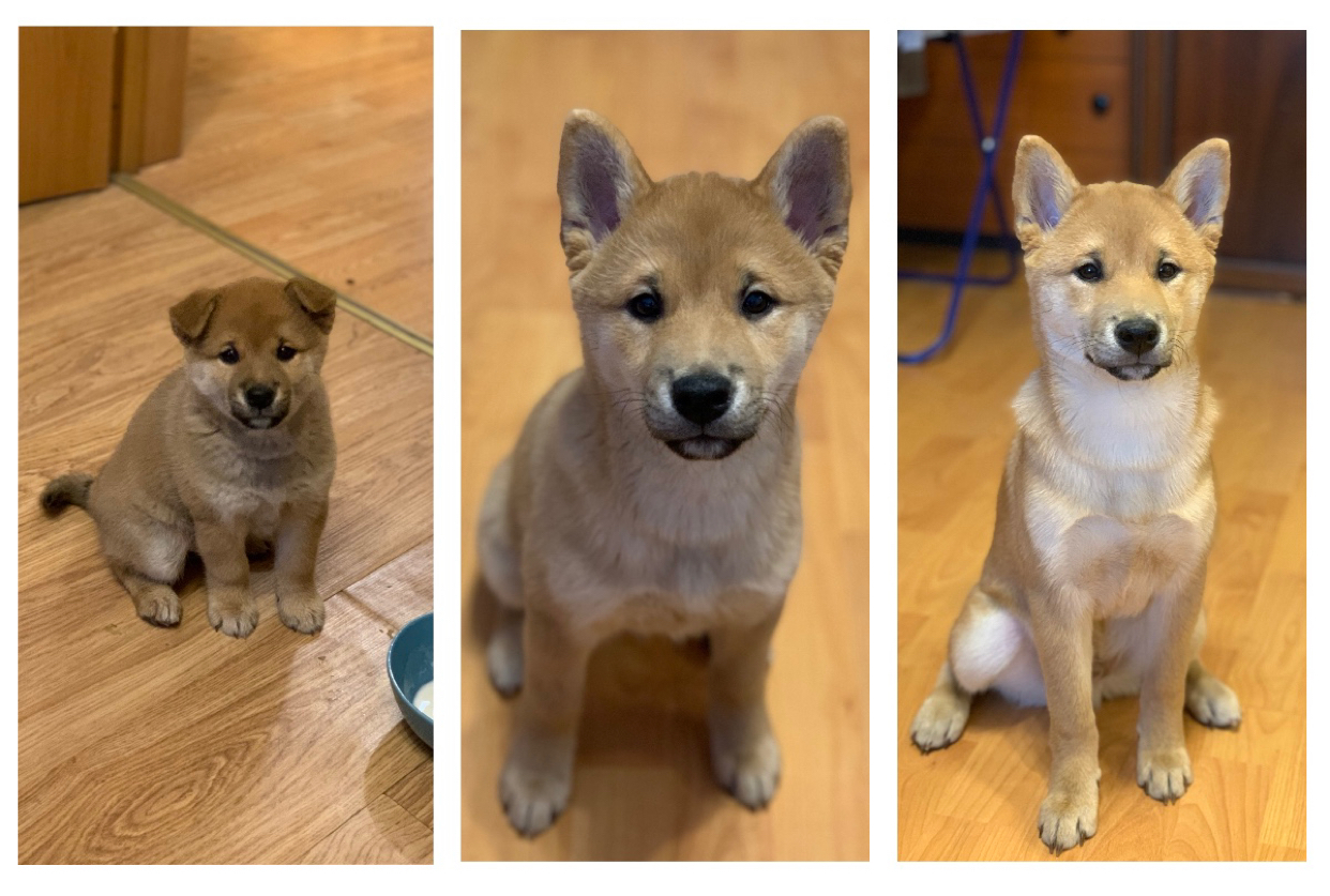 How quickly he grew up - My, Shiba Inu, Dog, Milota, It Was-It Was