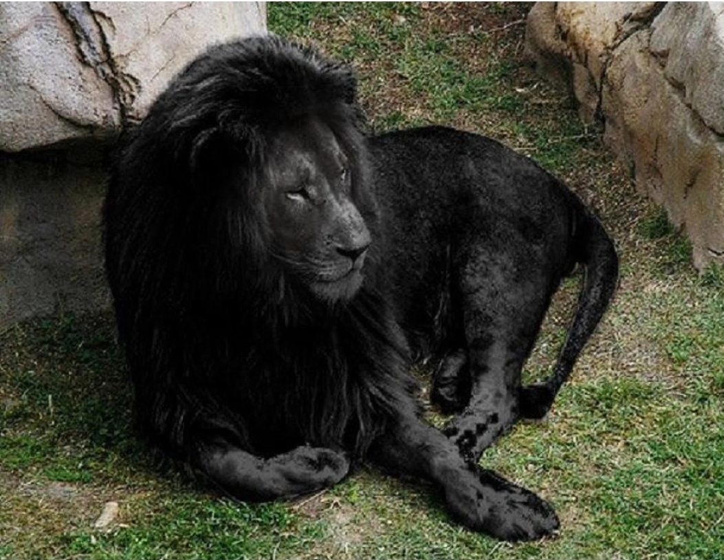 Who is Black Panther? - Black Panther, Melanism, Animals, Longpost, Big cats