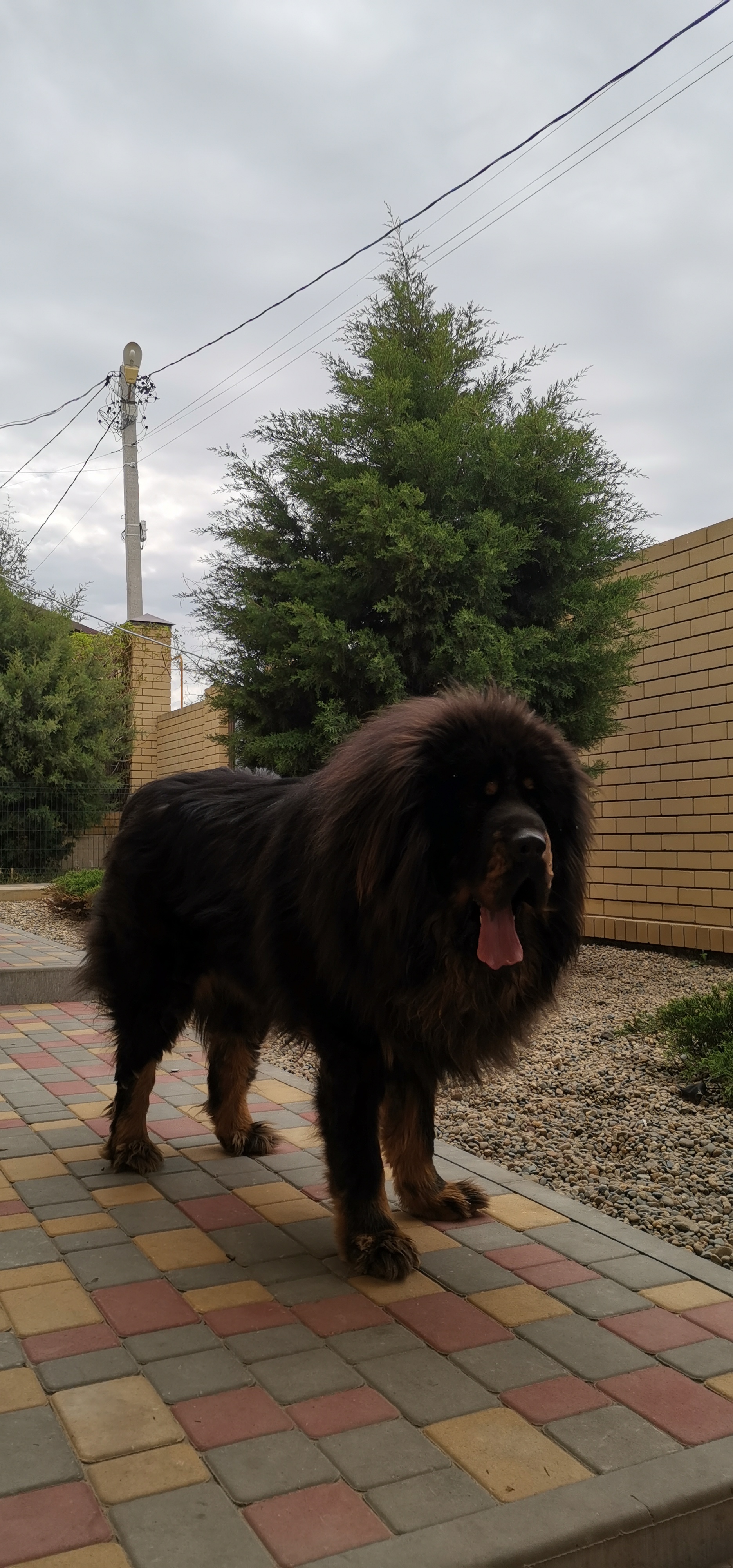 Everything you wanted to know about the Tibetan Mastiff. Or they didn't want to. Or not everything) - My, Tibetan mastiff, Dog, Good boy, Longpost