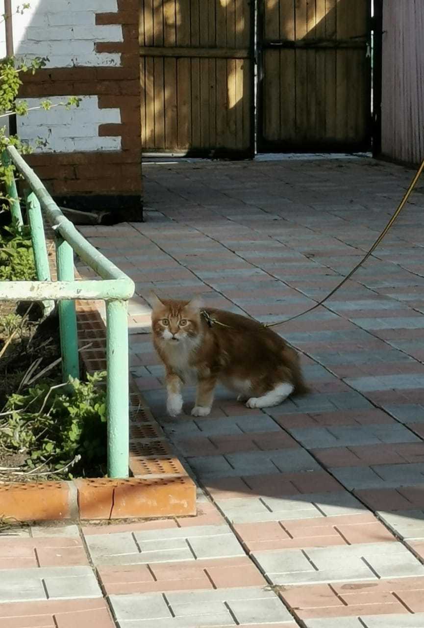 Когда кот ну очень домашний - Моё, Кот, Выражение лица, Длиннопост, Прогулка, Паника