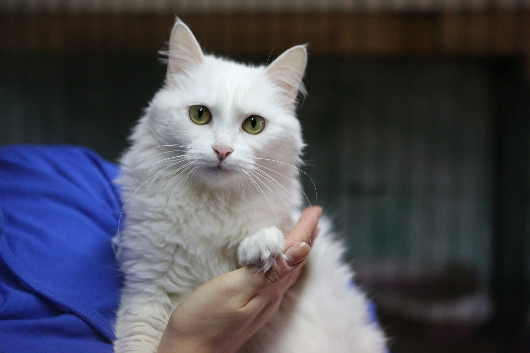 Snow-white cat in good hands - My, cat, In good hands, Moscow, Moscow region, No rating, Longpost