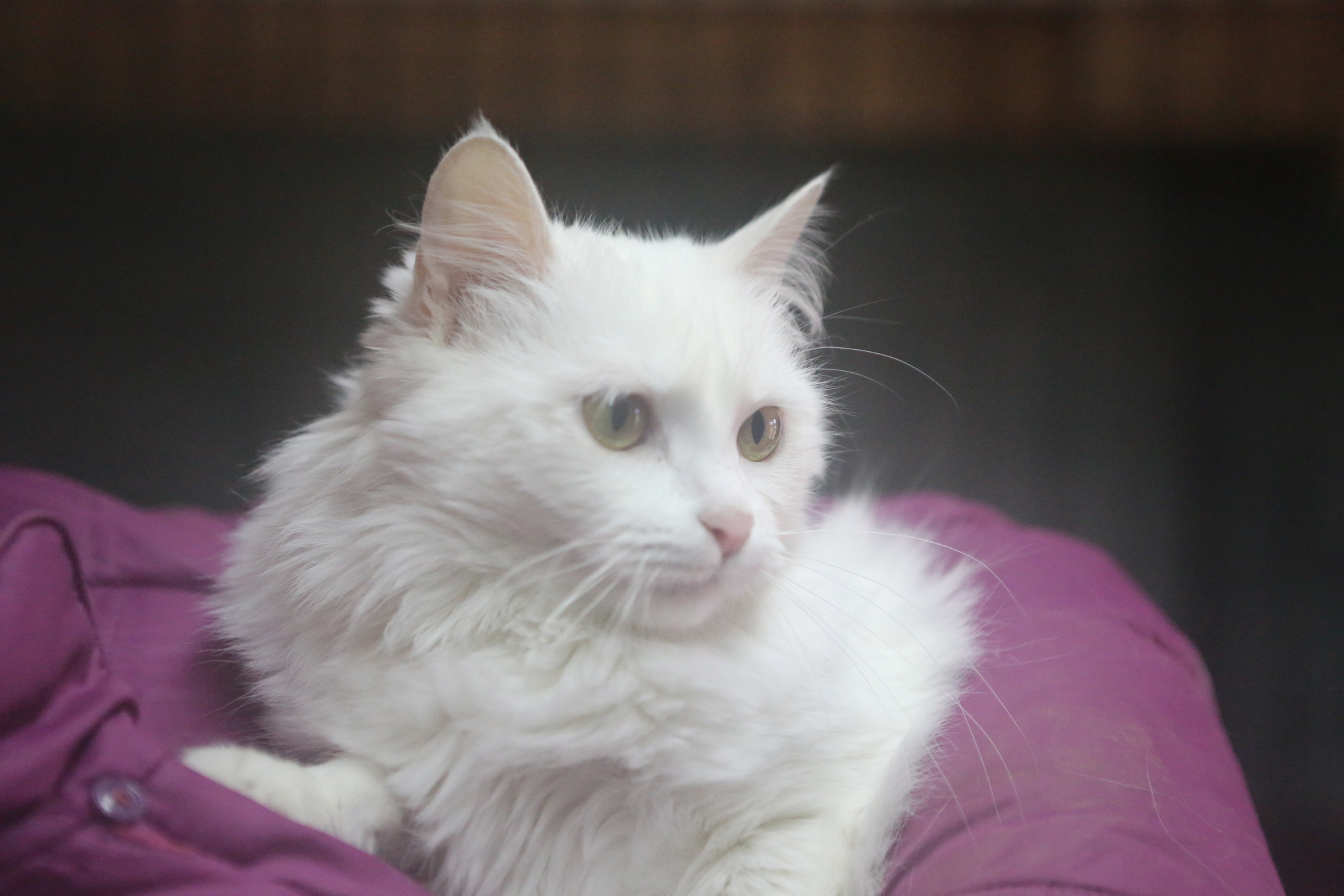 Snow-white cat in good hands - My, cat, In good hands, Moscow, Moscow region, No rating, Longpost