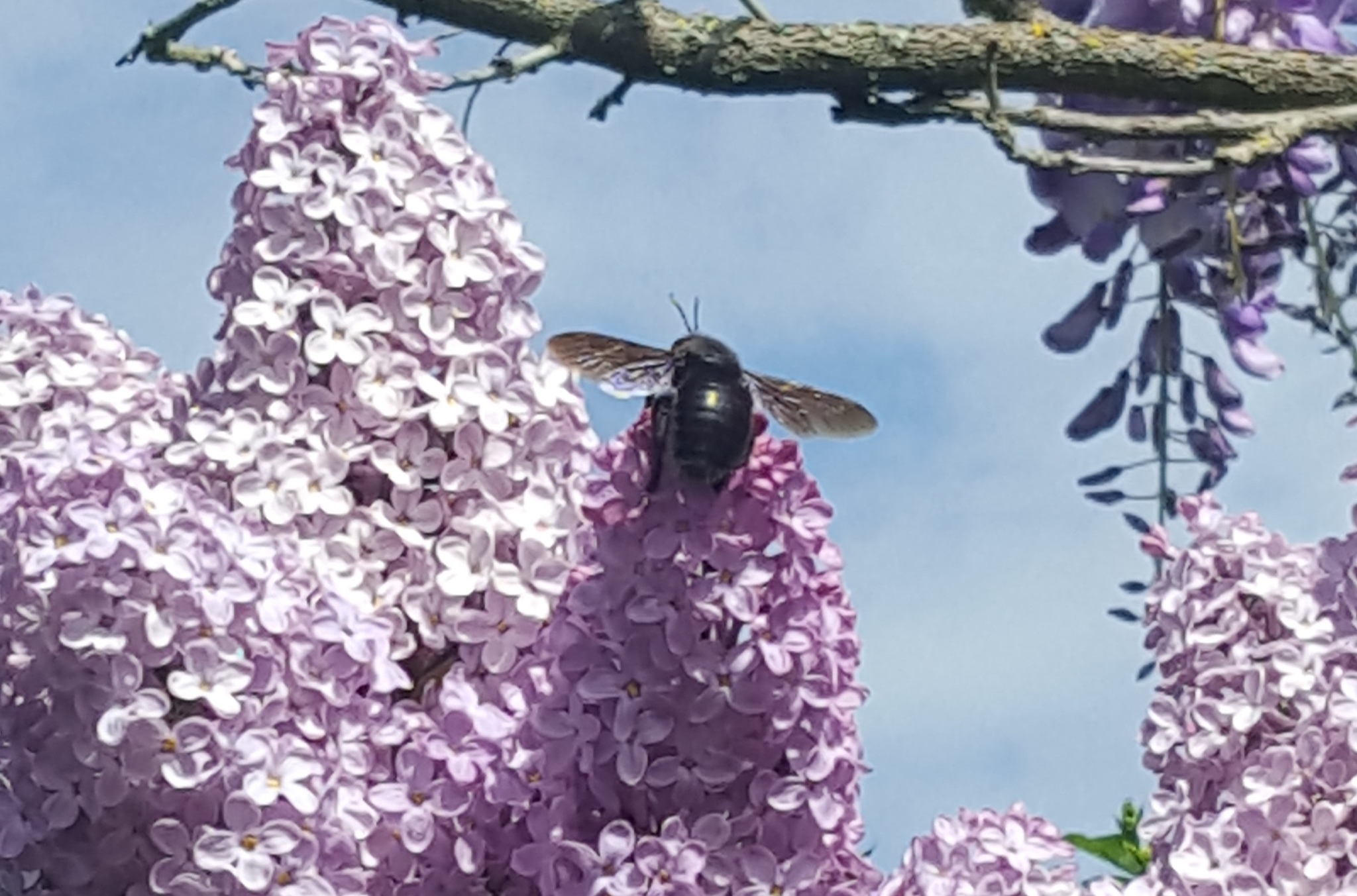 Funny carpenter bee insect - My, Nature, Animals, Interesting, Bees, Dacha, Flowers, Text, Longpost