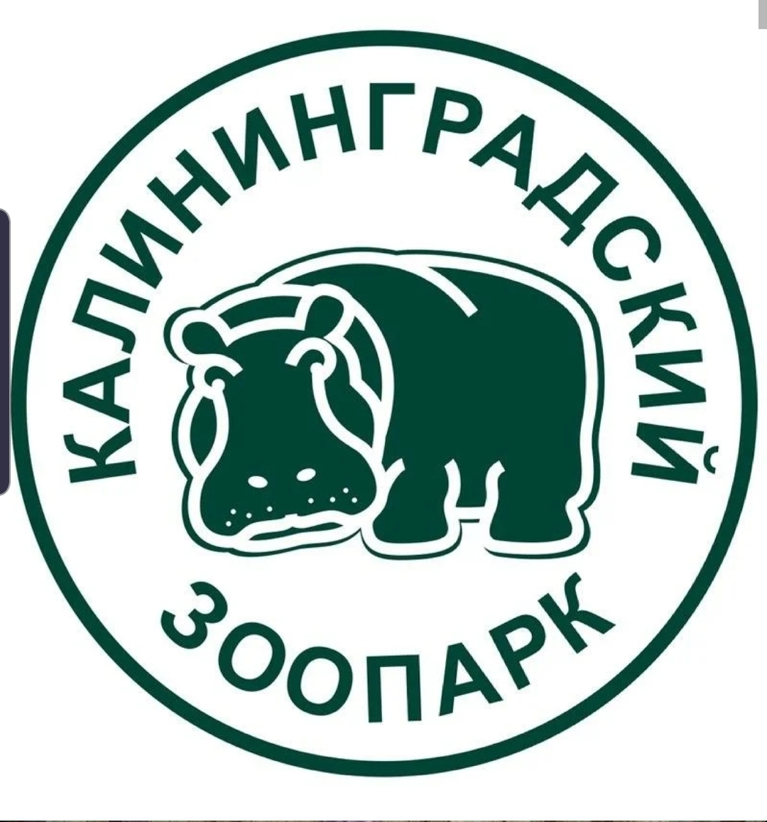 How a Red Army soldier saved a hippopotamus with vodka. The story of the legendary Hans and his descendants - hippopotamus, Real life story, Zoo, Exit, Kaliningrad, Vodka, Longpost