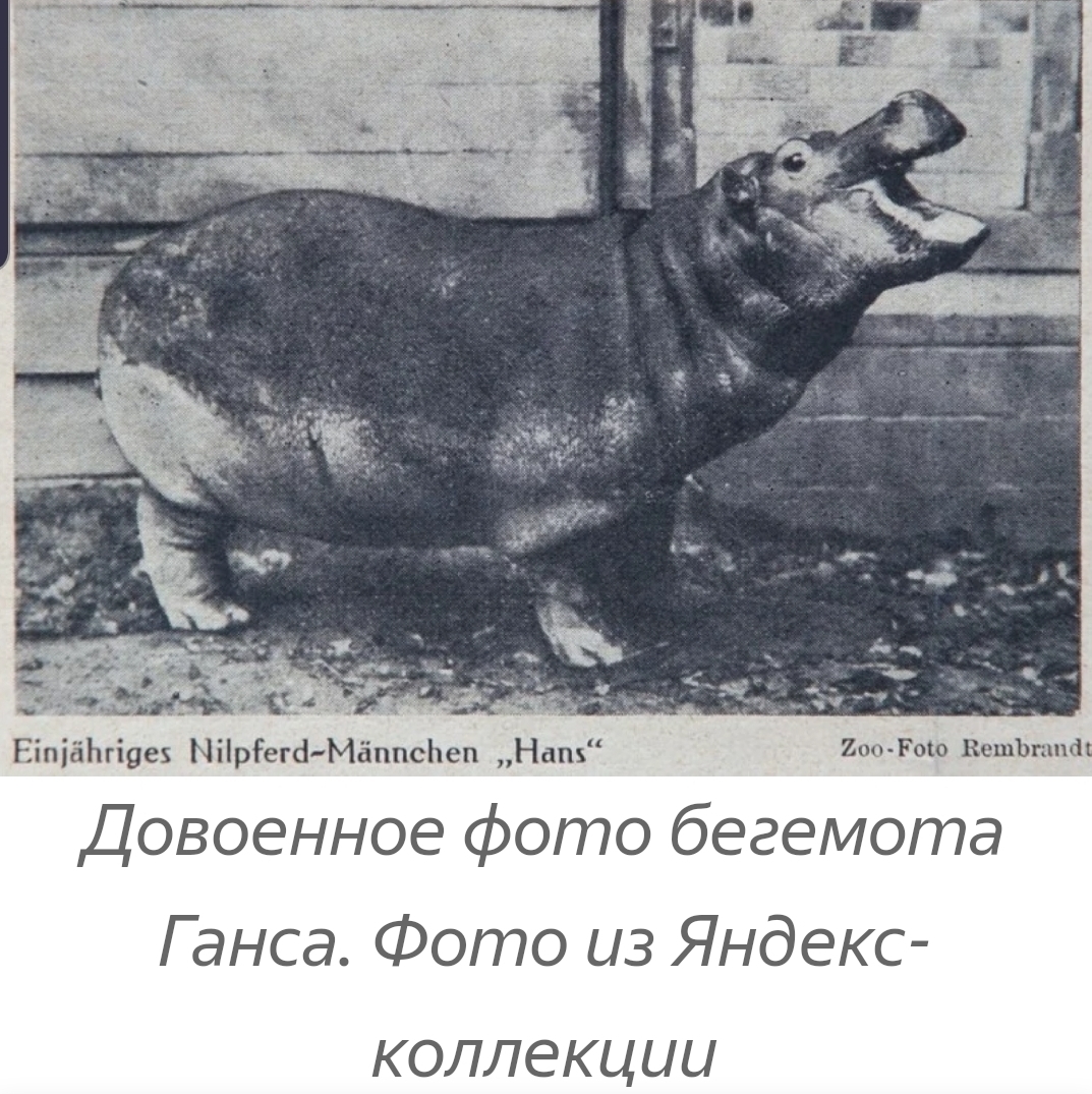 How a Red Army soldier saved a hippopotamus with vodka. The story of the legendary Hans and his descendants - hippopotamus, Real life story, Zoo, Exit, Kaliningrad, Vodka, Longpost