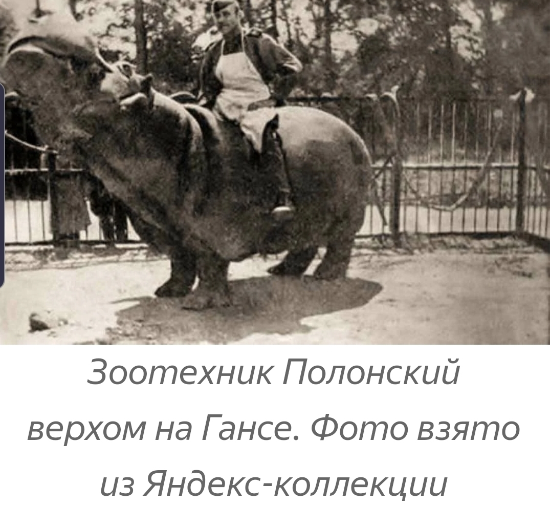 How a Red Army soldier saved a hippopotamus with vodka. The story of the legendary Hans and his descendants - hippopotamus, Real life story, Zoo, Exit, Kaliningrad, Vodka, Longpost