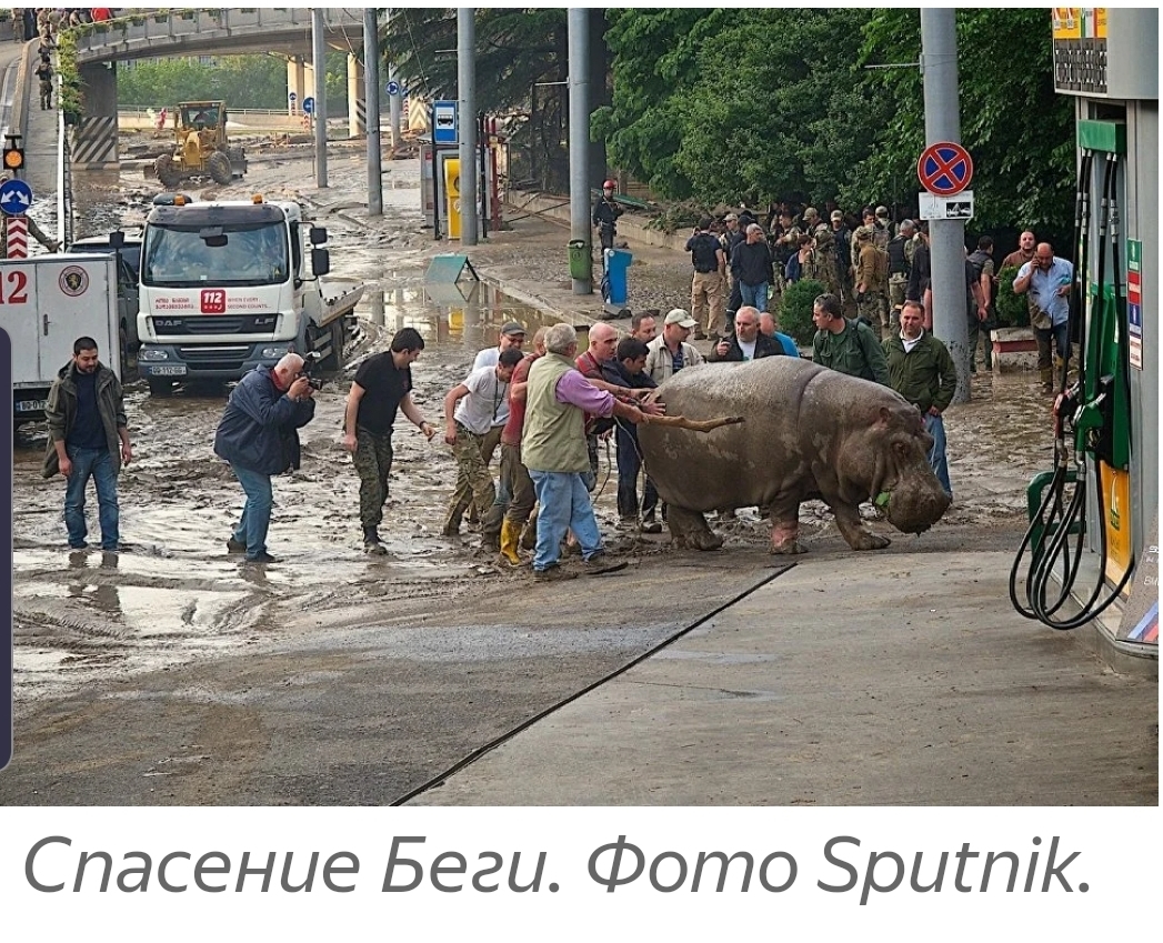 Как красноармеец бегемота водкой спасал. История легендарного Ганса и его потомков - Бегемот, Реальная история из жизни, Зоопарк, Выход, Калининград, Водка, Длиннопост