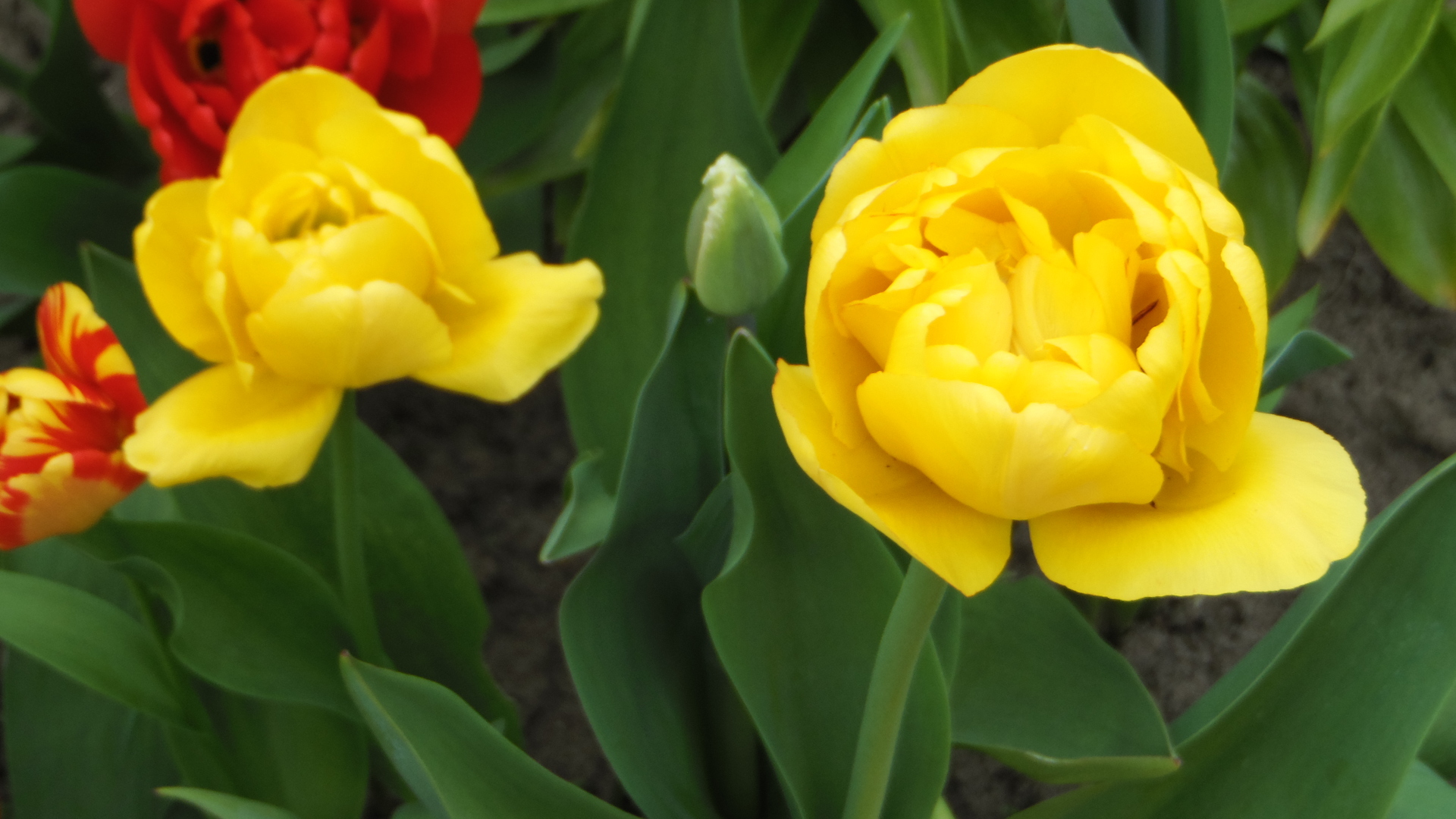 Garden tulips - My, Tulips, Spring, The photo, Beginning photographer, Flowers, Longpost