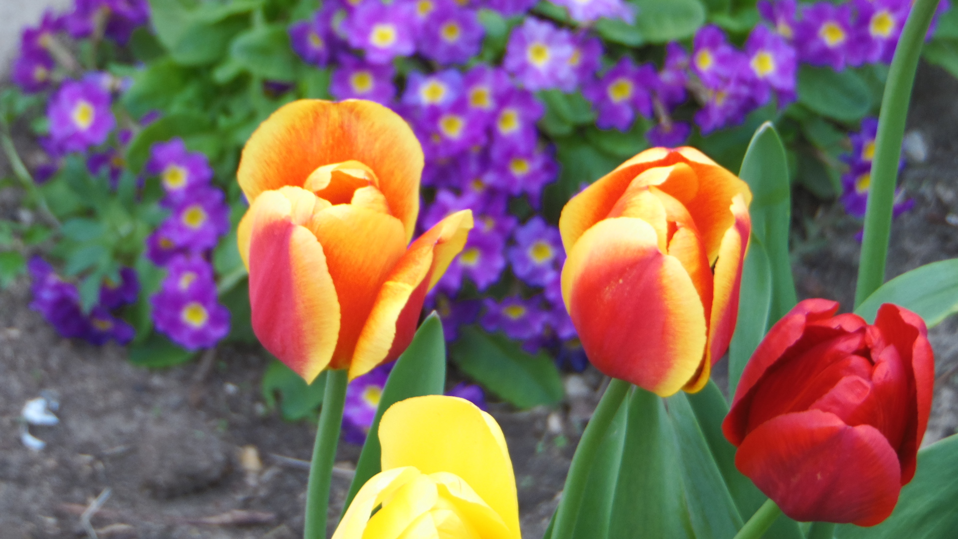 Garden tulips - My, Tulips, Spring, The photo, Beginning photographer, Flowers, Longpost