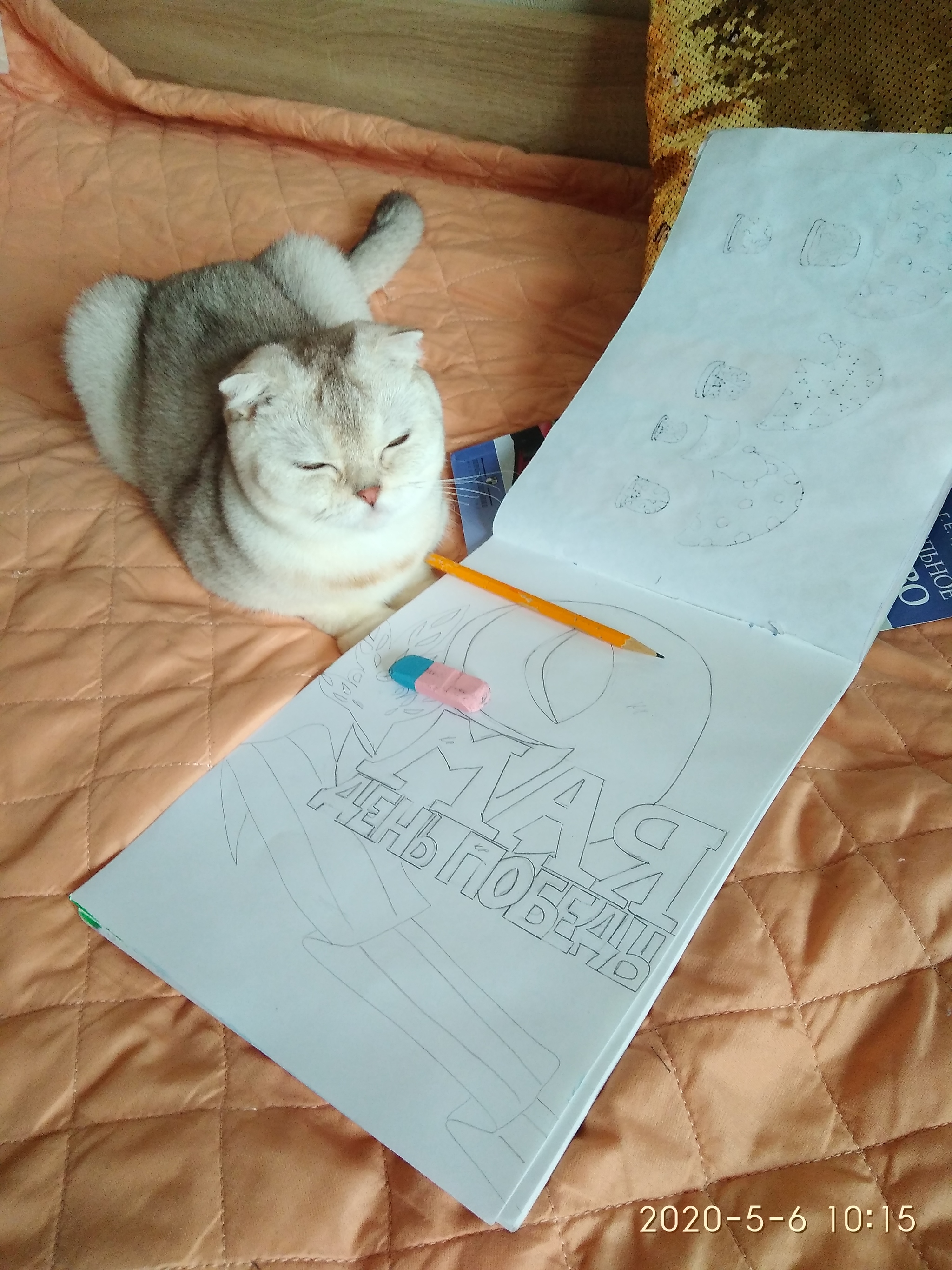 Drawing for May 9 - My, Fat cats, Scottish lop-eared, May 9 - Victory Day, cat