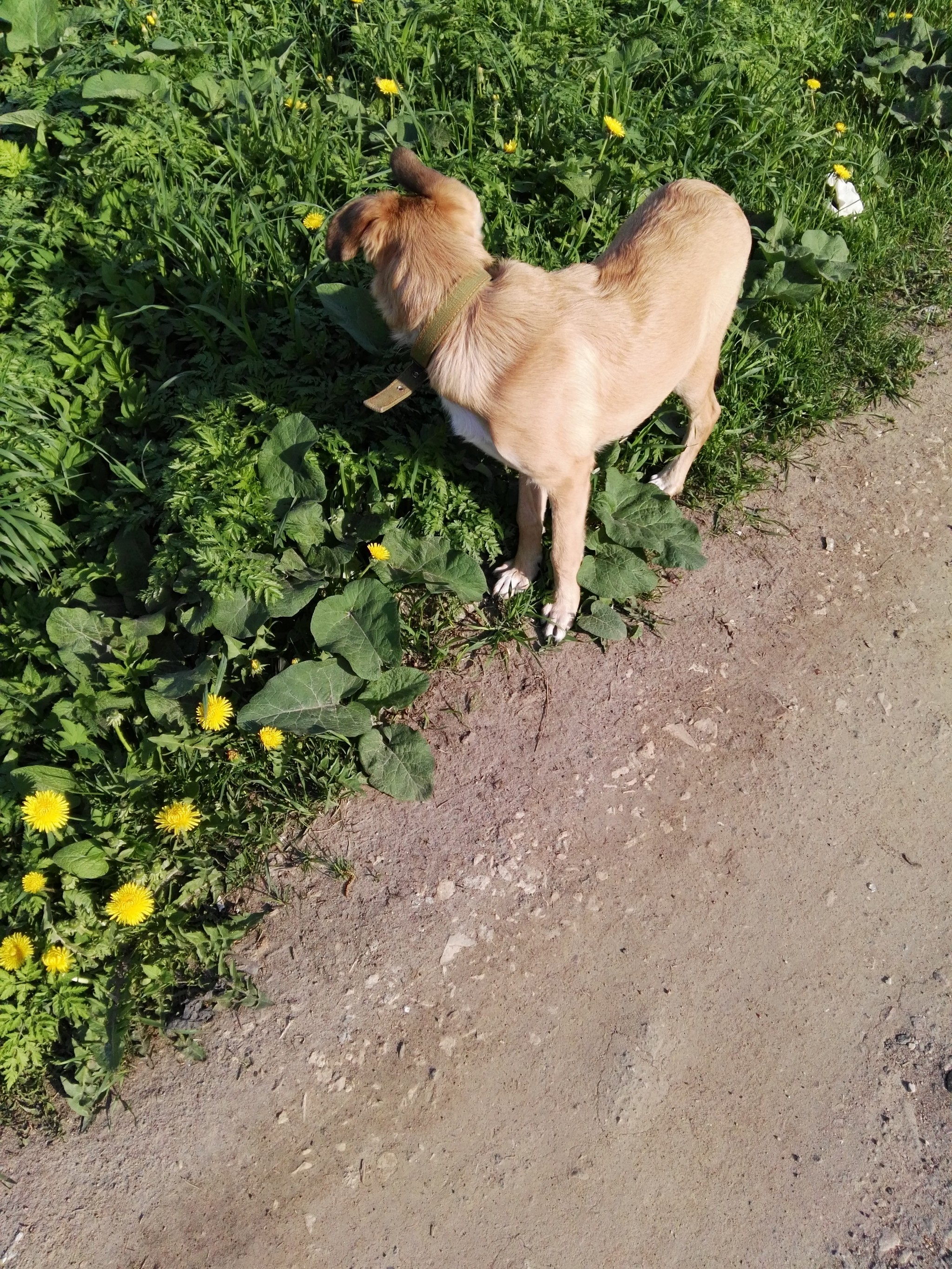 Puppy found. Moscow region, Lobnya - My, Found a dog, The dog is missing, Puppies, Lost, Longpost, Moscow region, Moscow, Pets