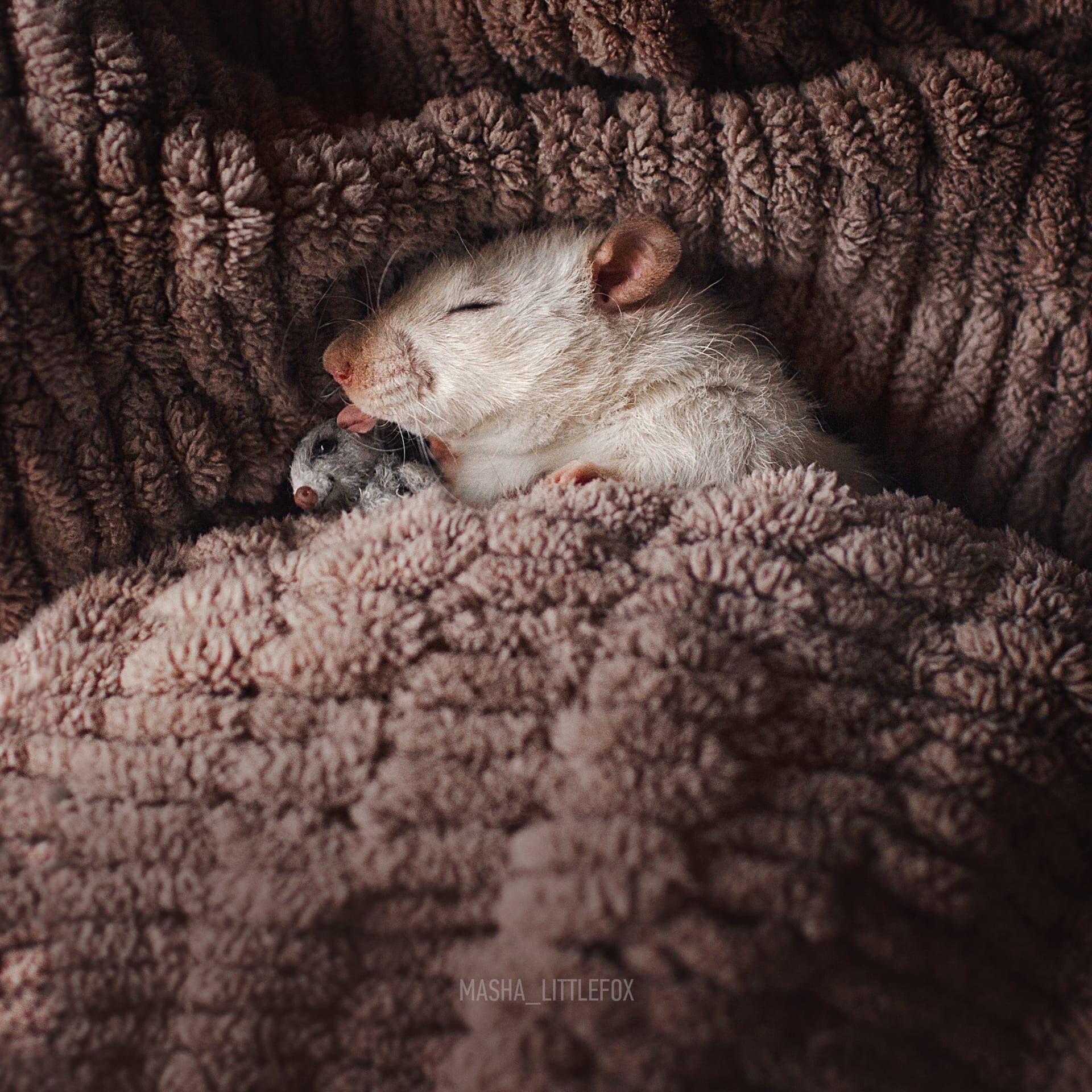 сон крыса в кровати