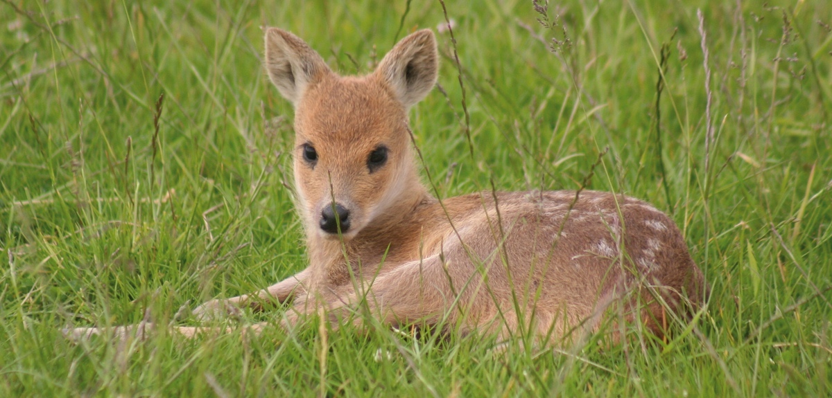 Saber-toothed deer - My, Deer, Musk deer, Animals, Land of the Leopard, Longpost