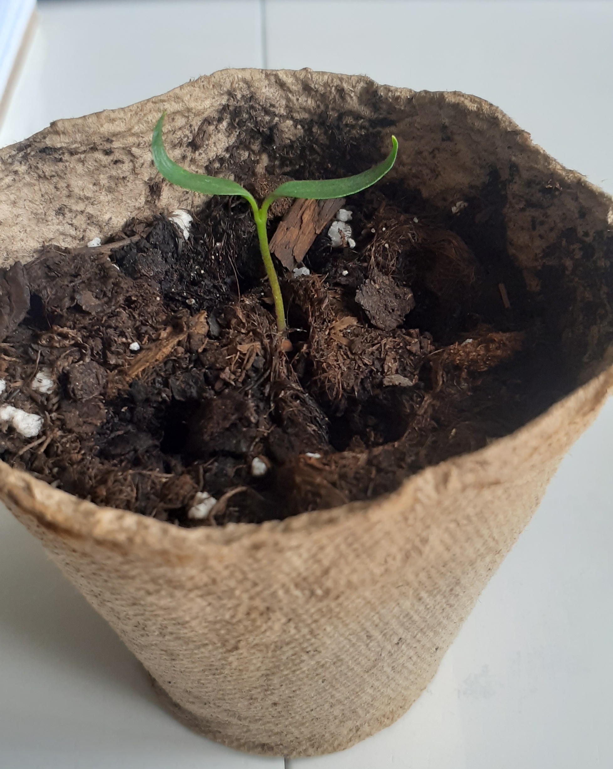 Colleagues, a novice grower needs help - My, Mold, Sprout, Longpost