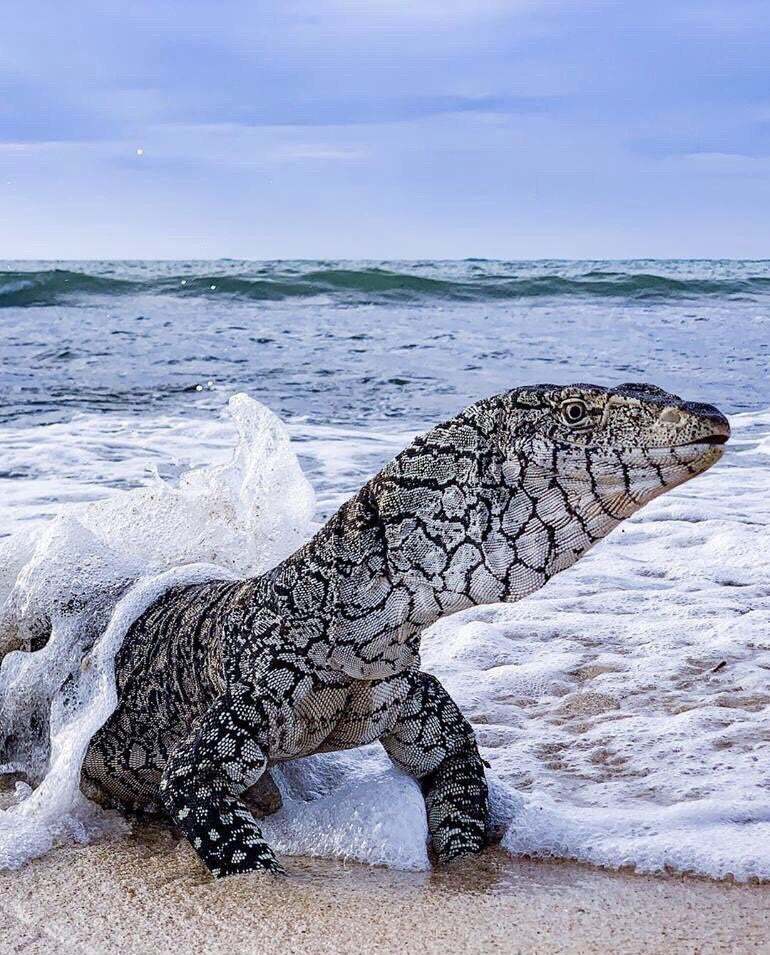 How powerful are my paws? - Lizard, Sea, Monitor lizard