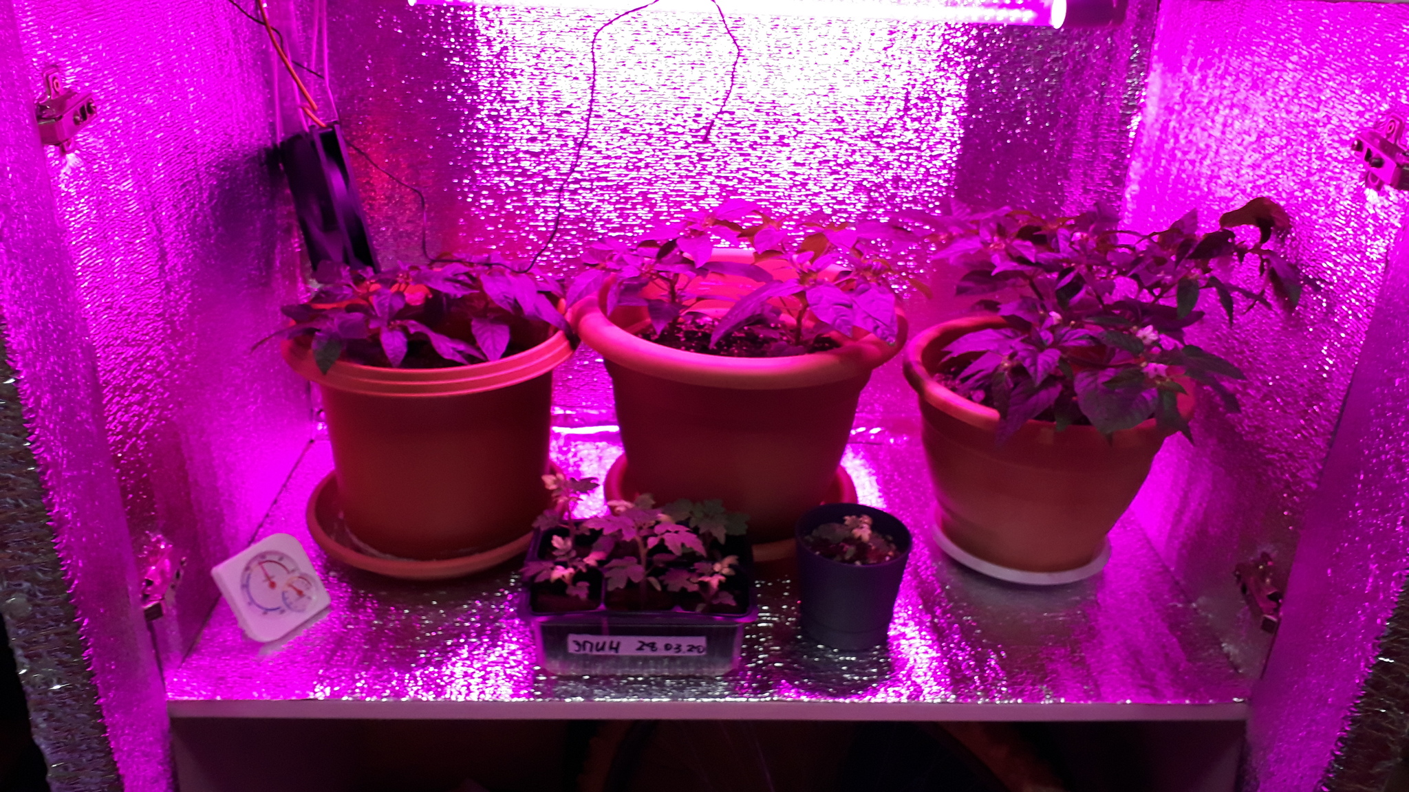 Pedicels fall off - My, Hot peppers, Help, Longpost