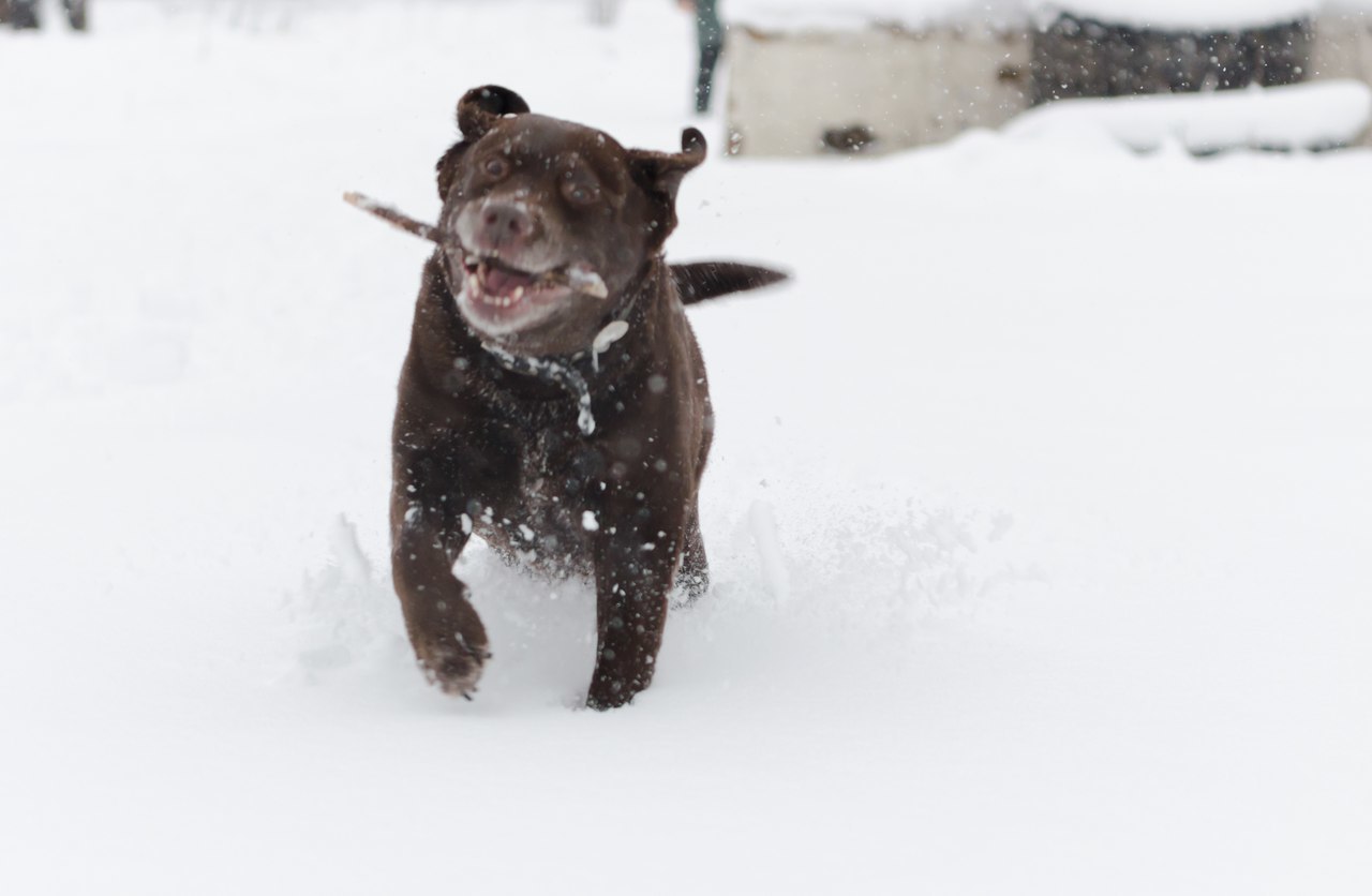 In my heart forever - My, Dog, Best friend, Labrador, Longpost, Negative