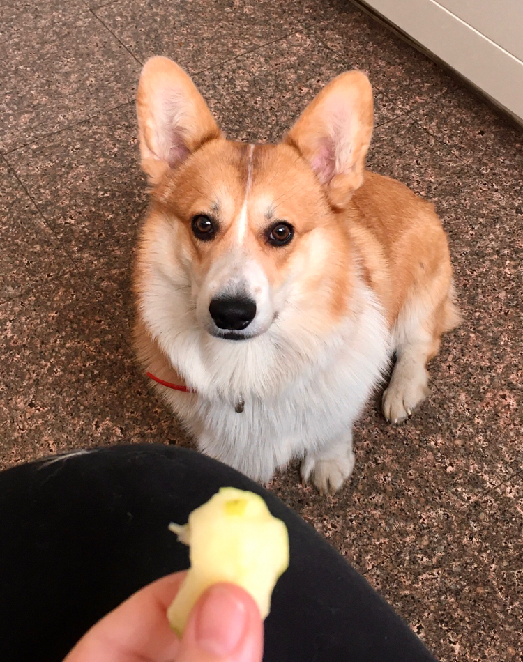 Lost dog, Moscow [Found] - Dog, The dog is missing, Corgi, Help, Search, Longpost, No rating