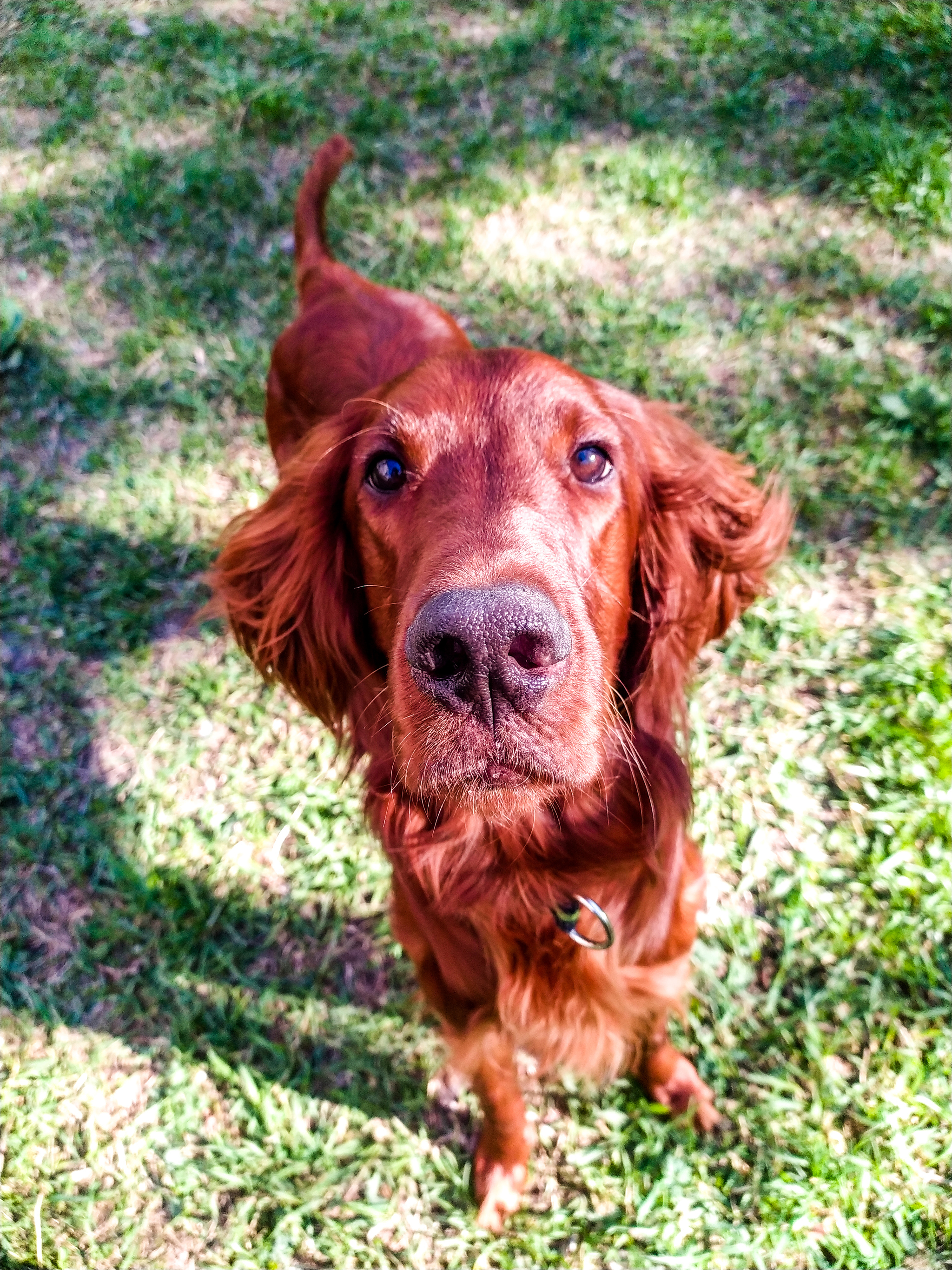 Reply to the post Oh, hi - My, Dog, Irish Setter