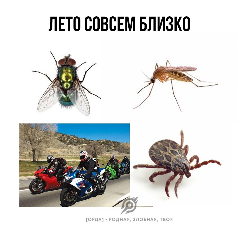 Summer is coming! - Insects, Infuriates, Motorcyclists