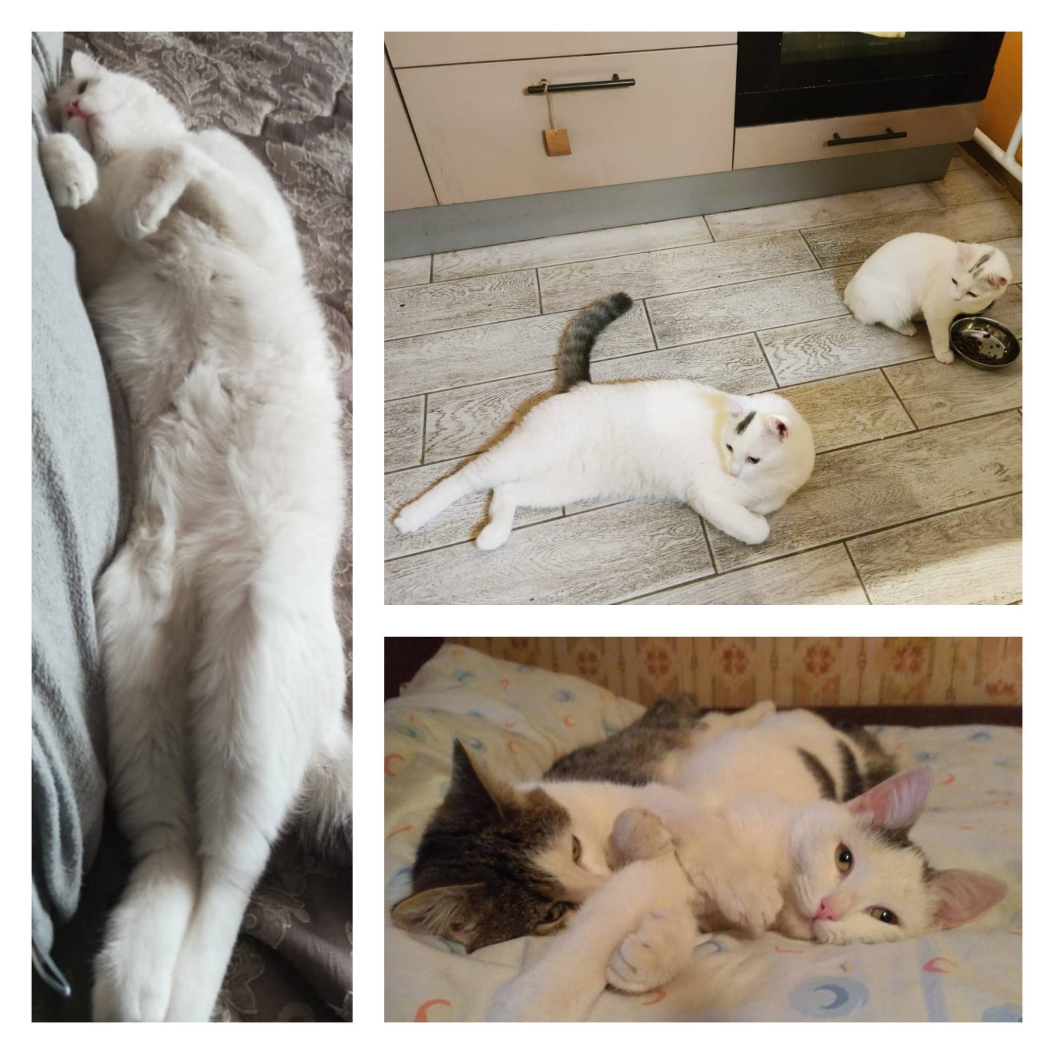 GREETINGS FROM HOME FROM CATS (SECOND PART) - Moscow, cat, Kittens, No rating, Good league, In good hands, Animal shelter, Video, Longpost