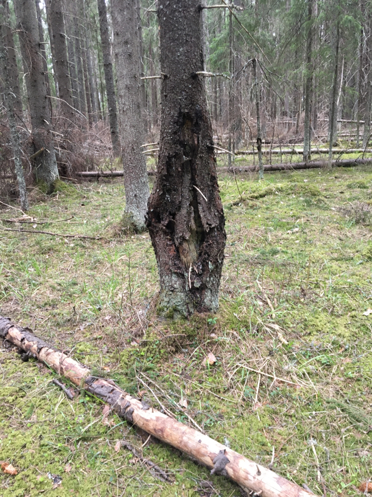 Tree exhibitionist - My, The photo, Forest