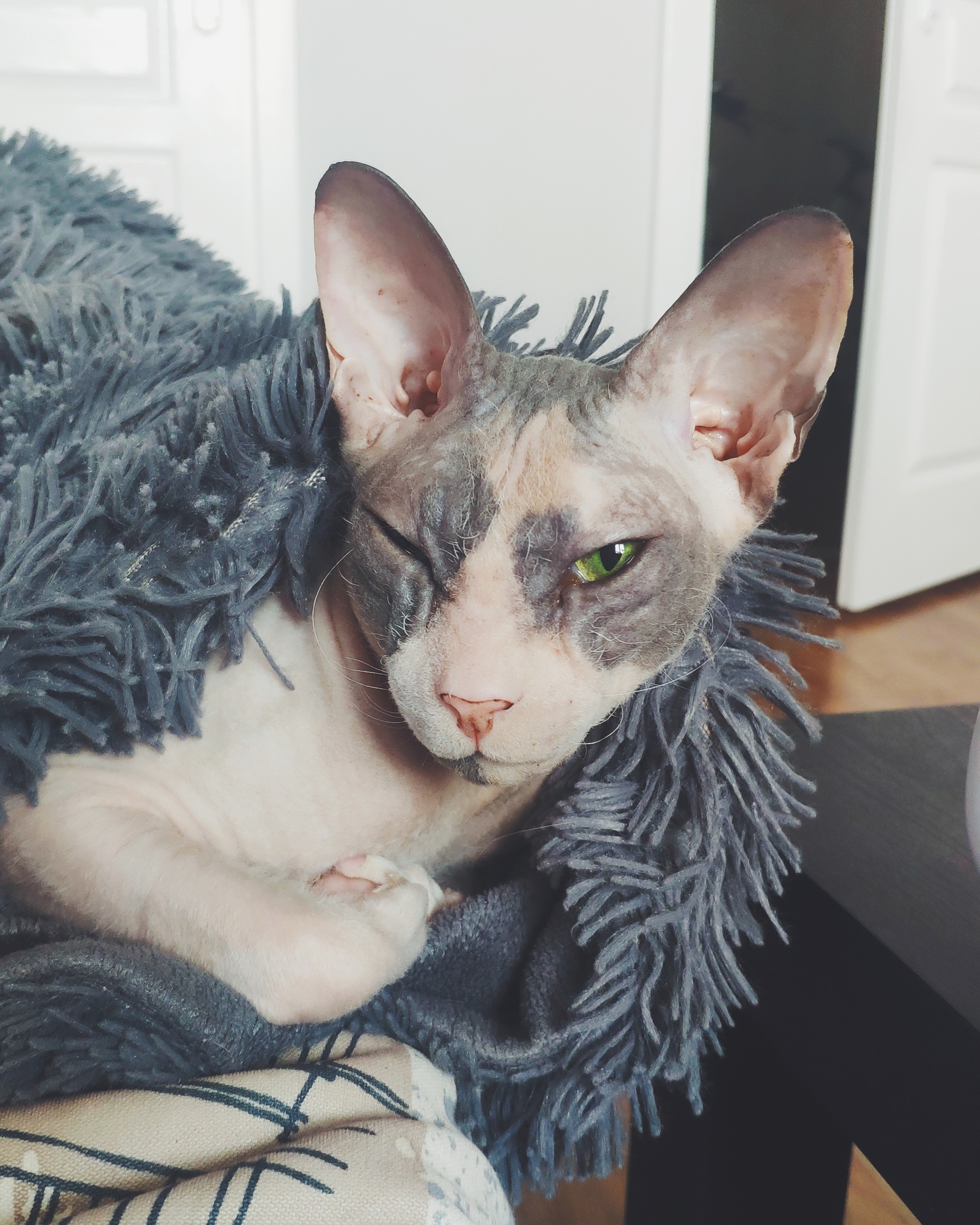 Alien was/has become - My, Sphinx, Don Sphynx, cat, Longpost, Video, Pets, It Was-It Was